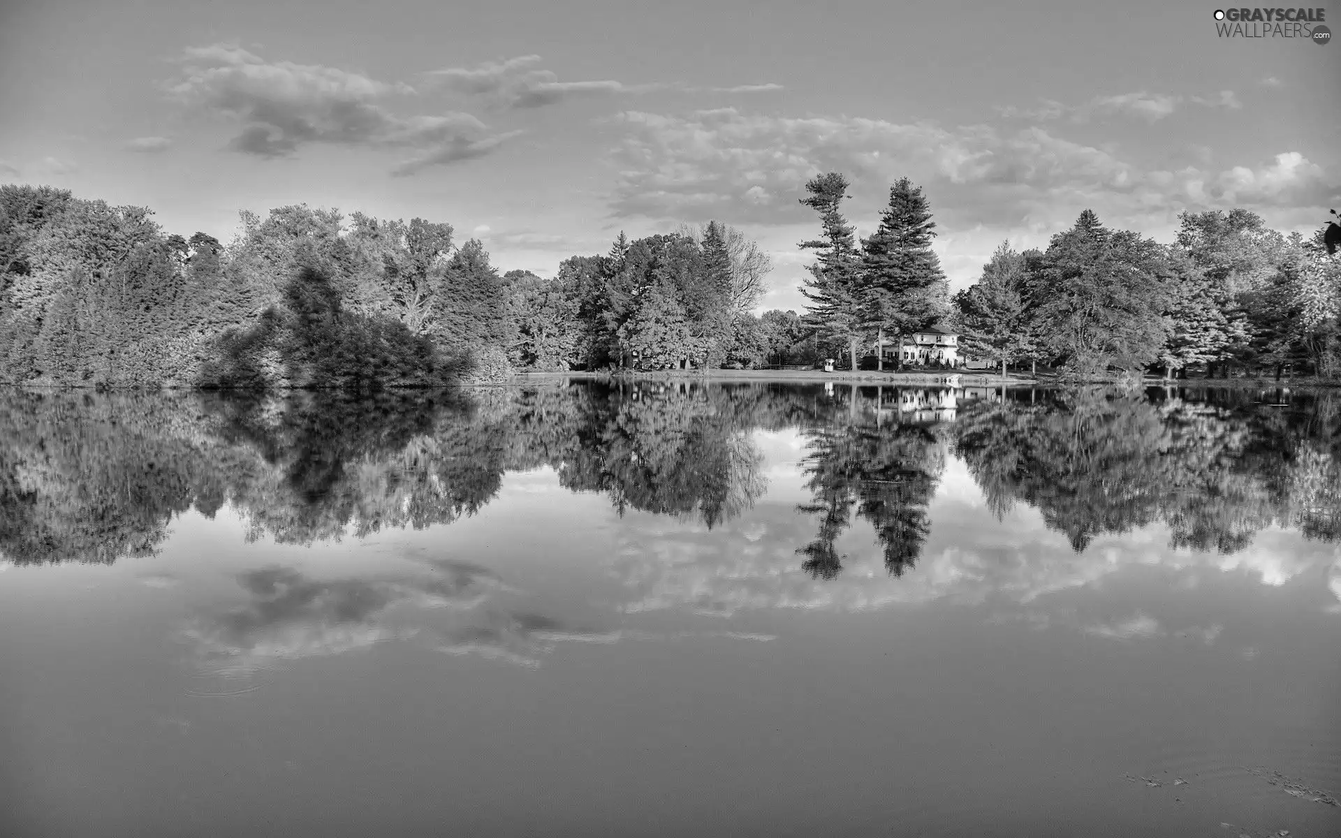 trees, lake, reflection, viewes