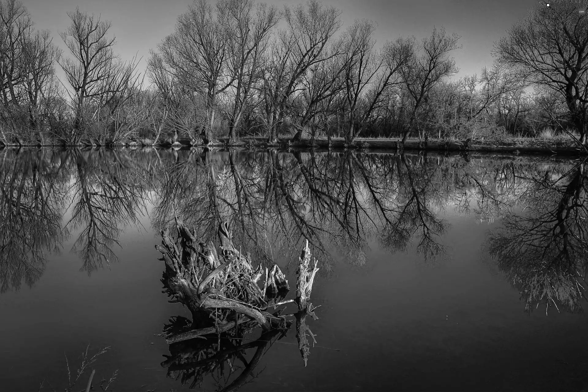 trees, lake, reflection, viewes