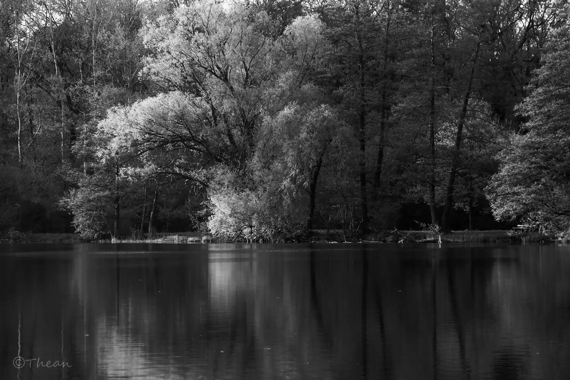 trees, lake, reflection, viewes