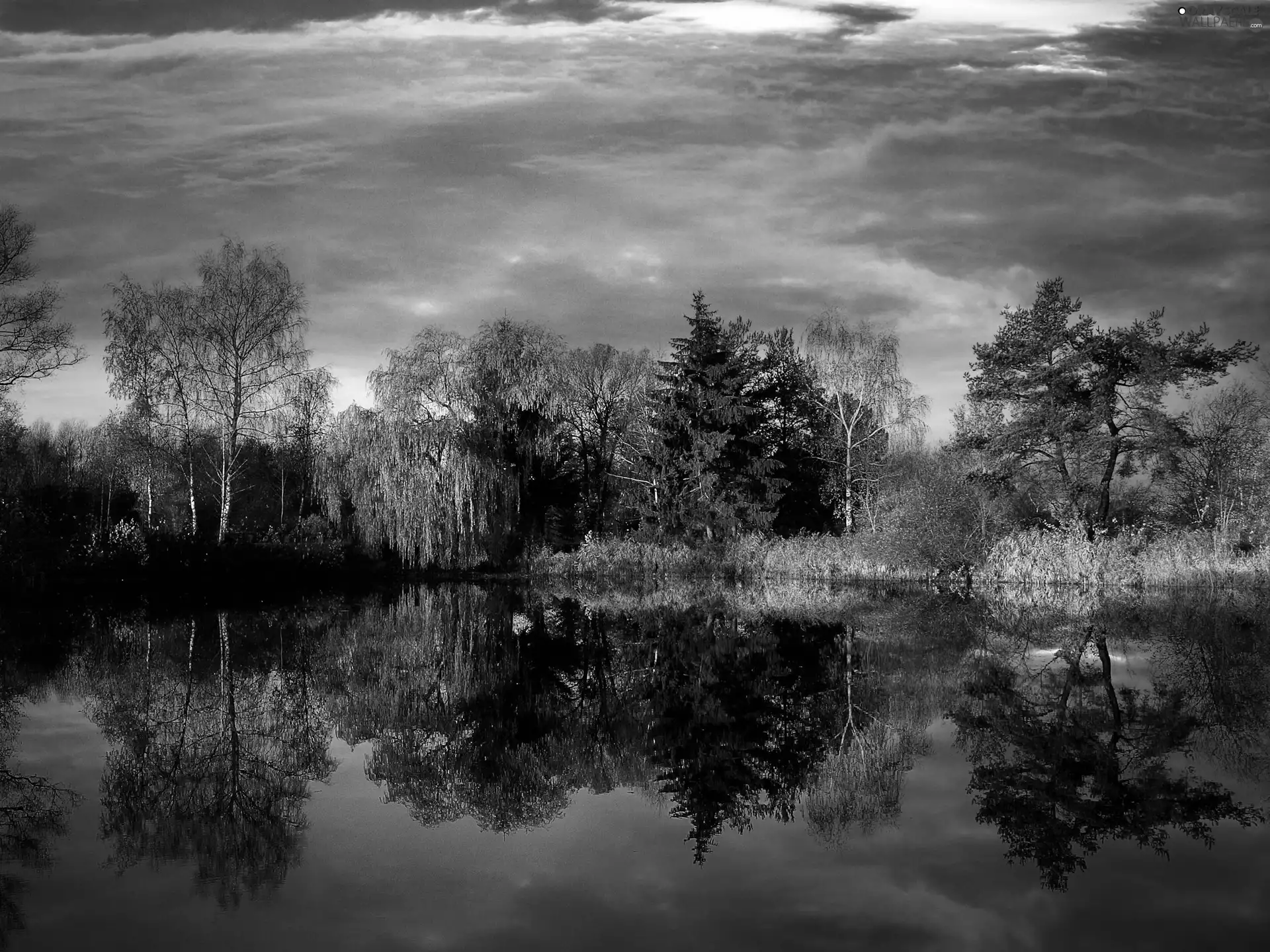 trees, River, reflection, viewes