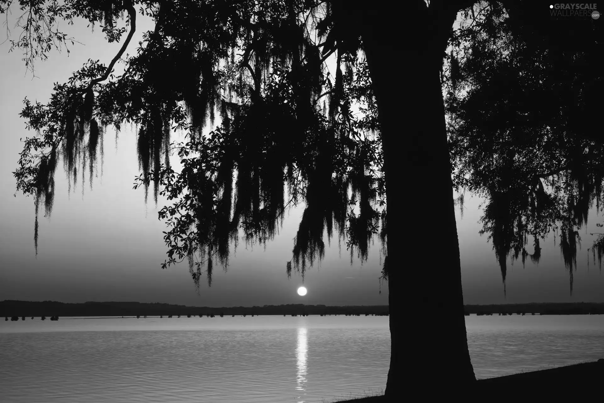 reflection, trees, west, sun, sea