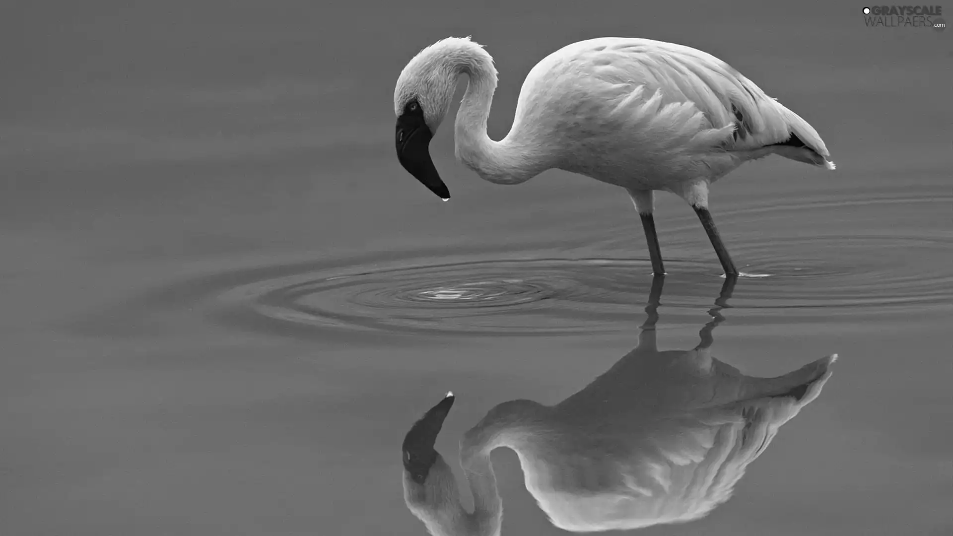 reflection, flamingo, water