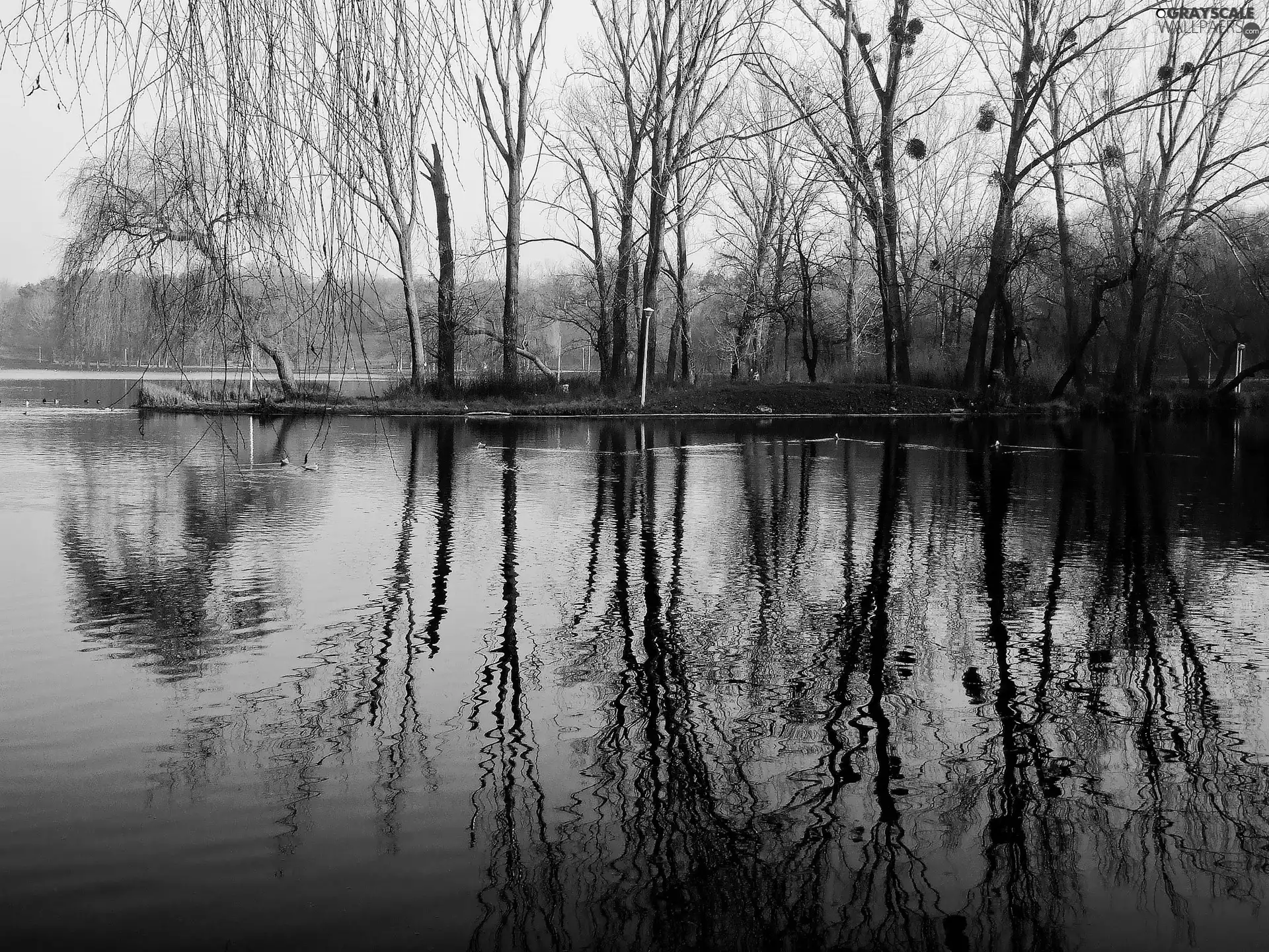 reflection, water, woods, ducks, lake