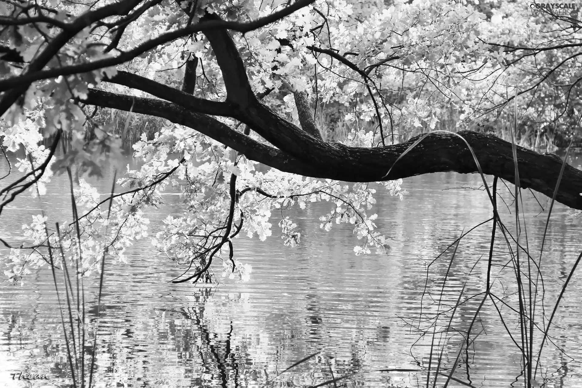 color, oak, reflection, water, Leaf, lake