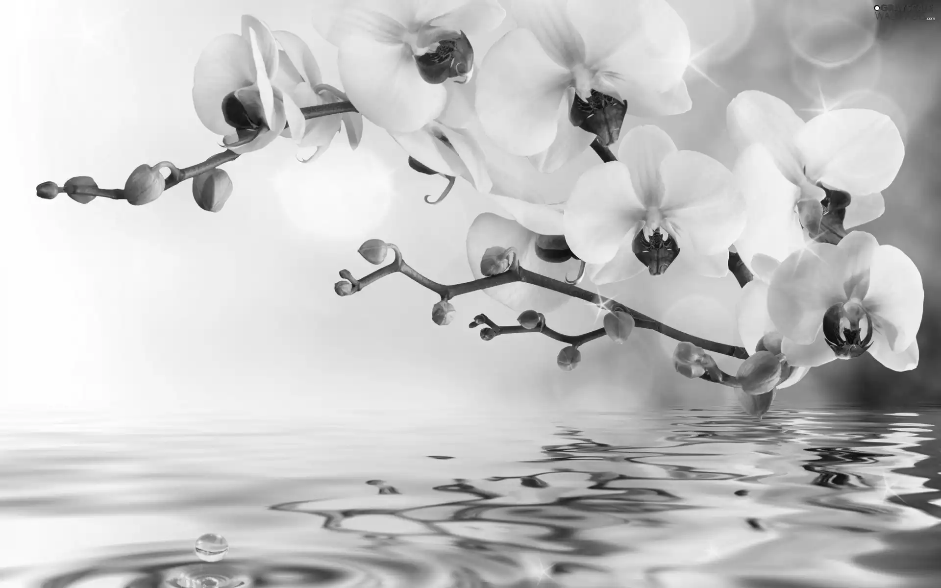 reflection, orchid, water