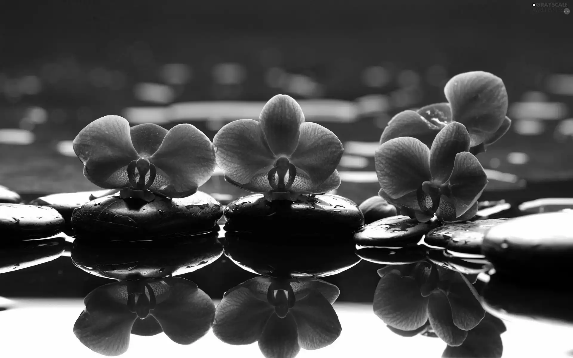 reflection, orchids, water