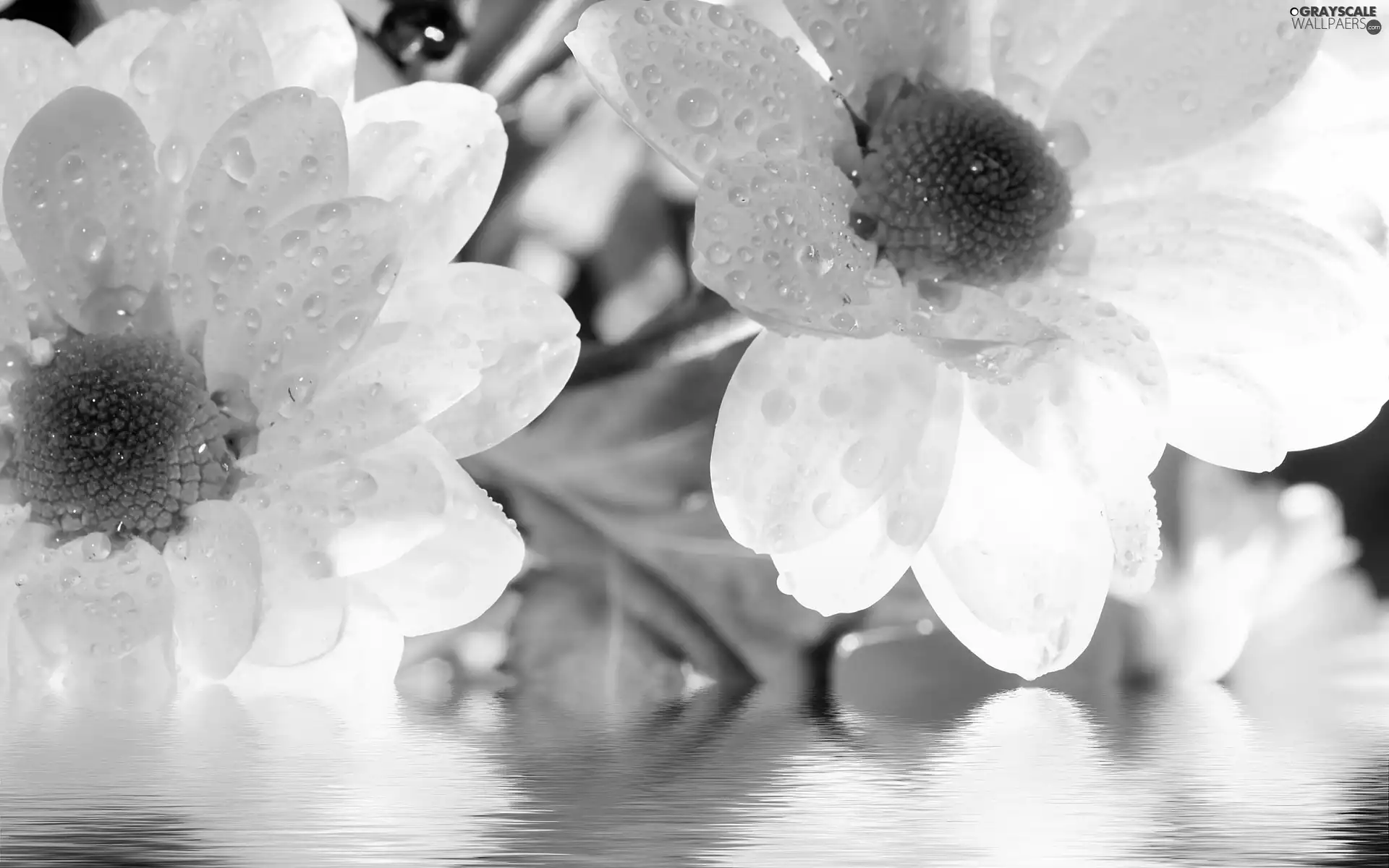 White, water, reflection, Flowers