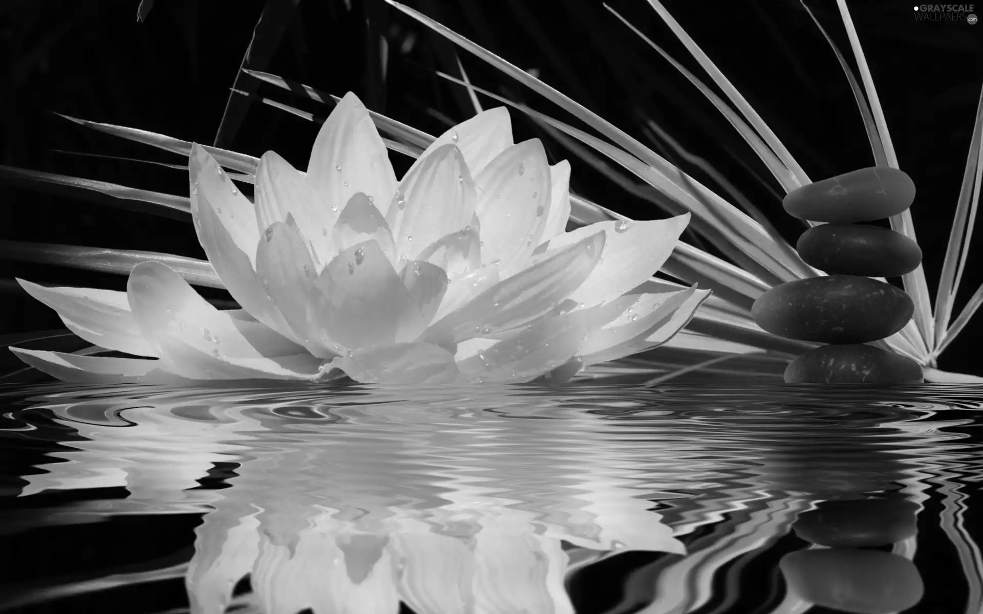 White, water, reflection, Lily