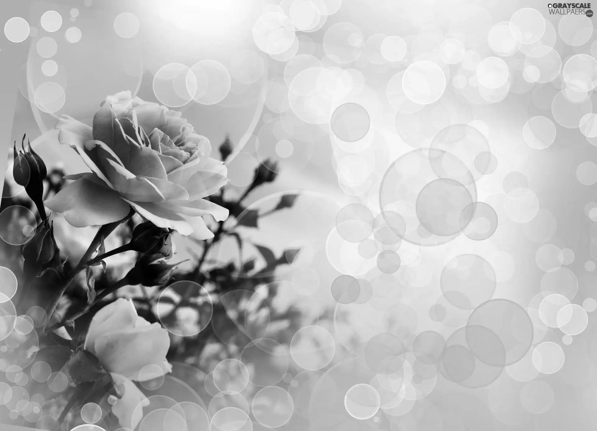 reflections, light, roses, bouquet, Pink