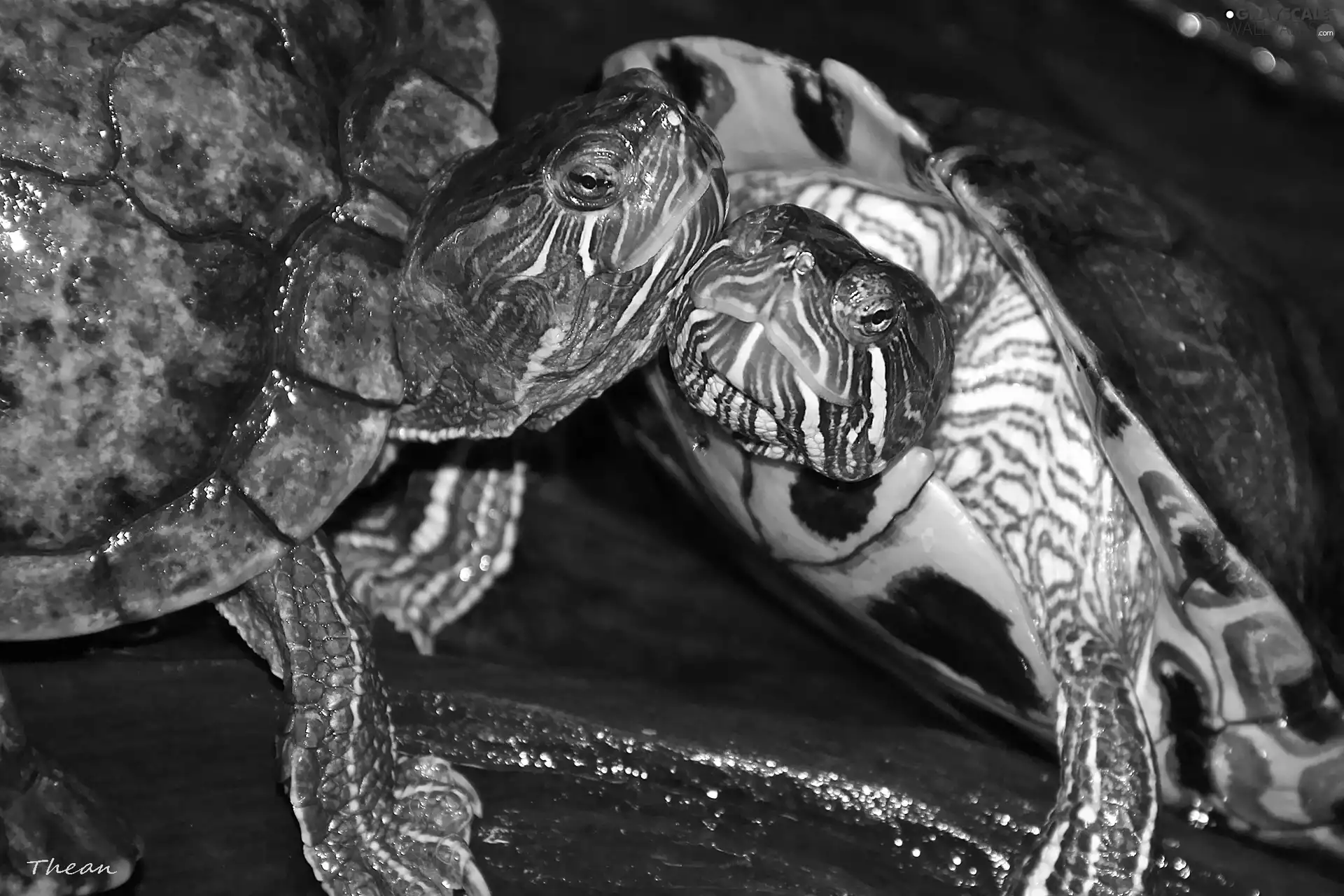 Turtles, ornamental, Reptiles, red-faced