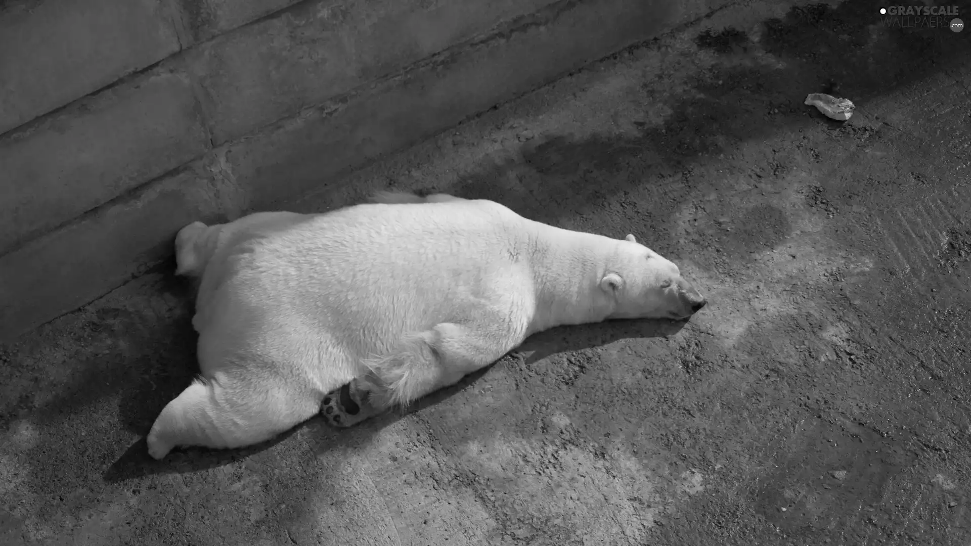 resting, White, Bear