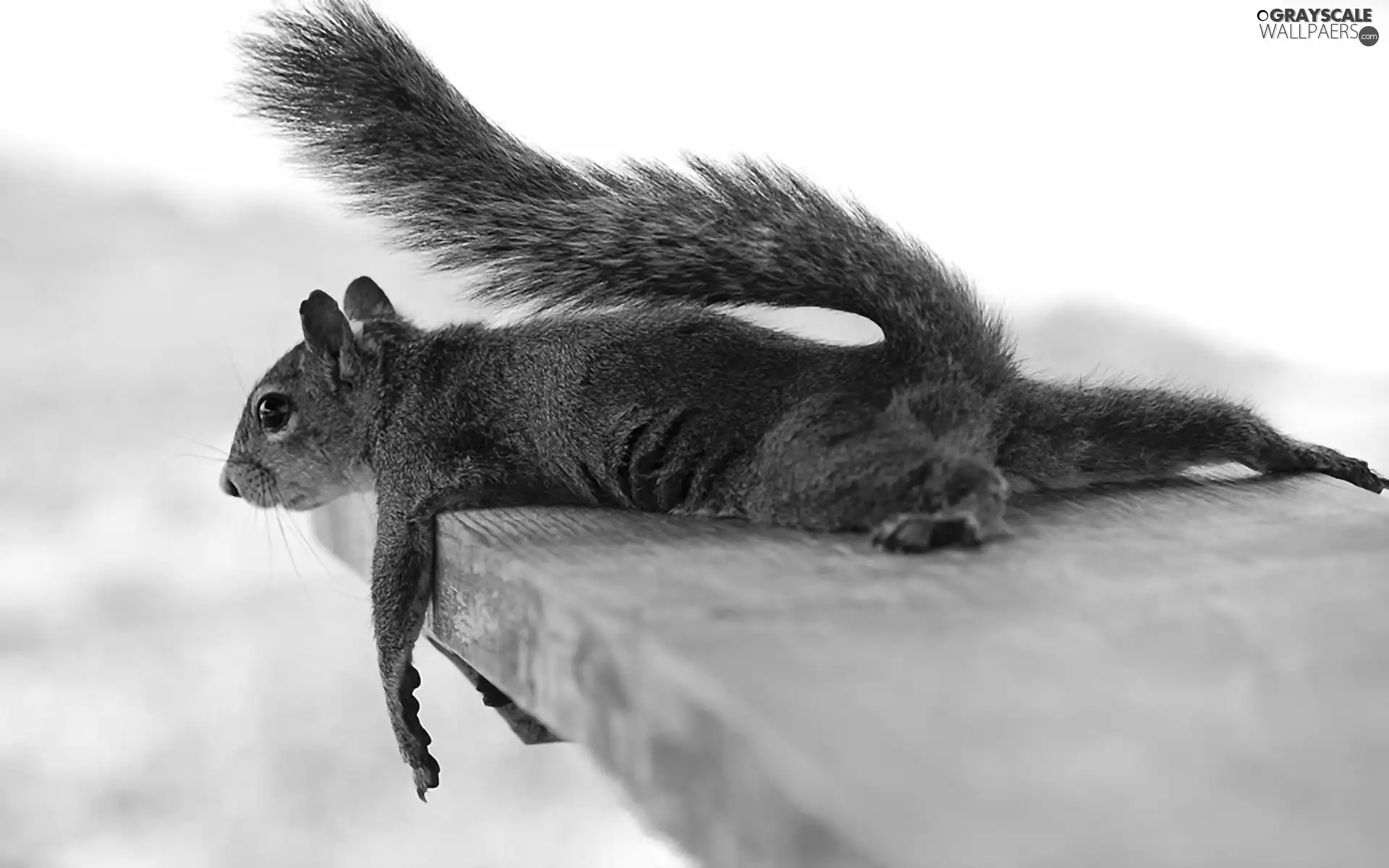 resting, squirrel, board