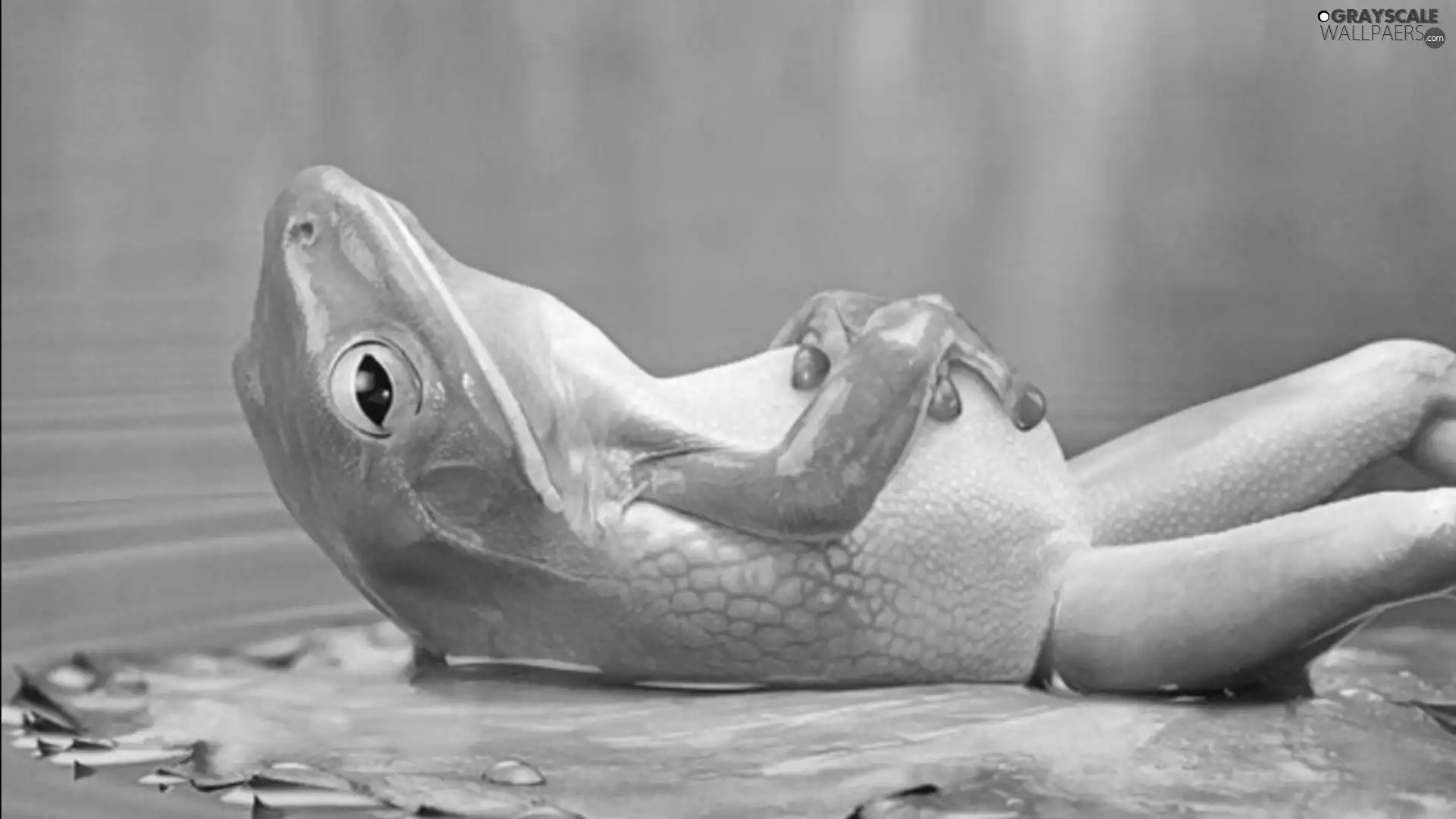 frog, resting