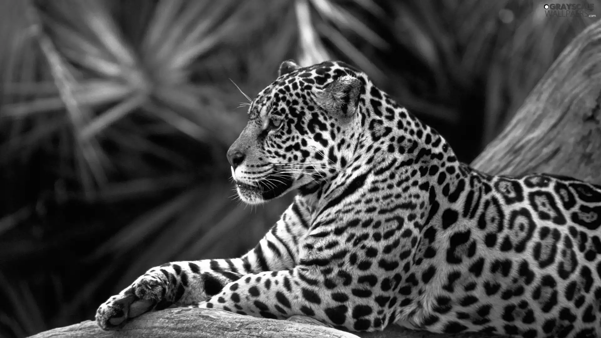 Jaguar, paw, resting, trees