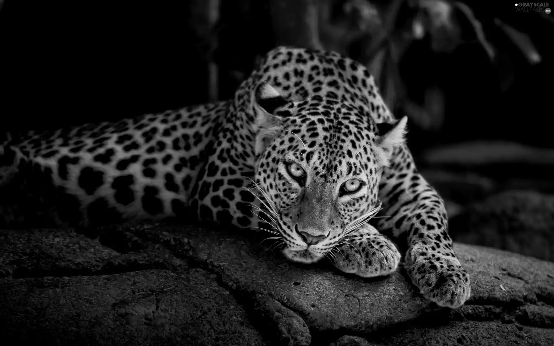 Leopards, resting