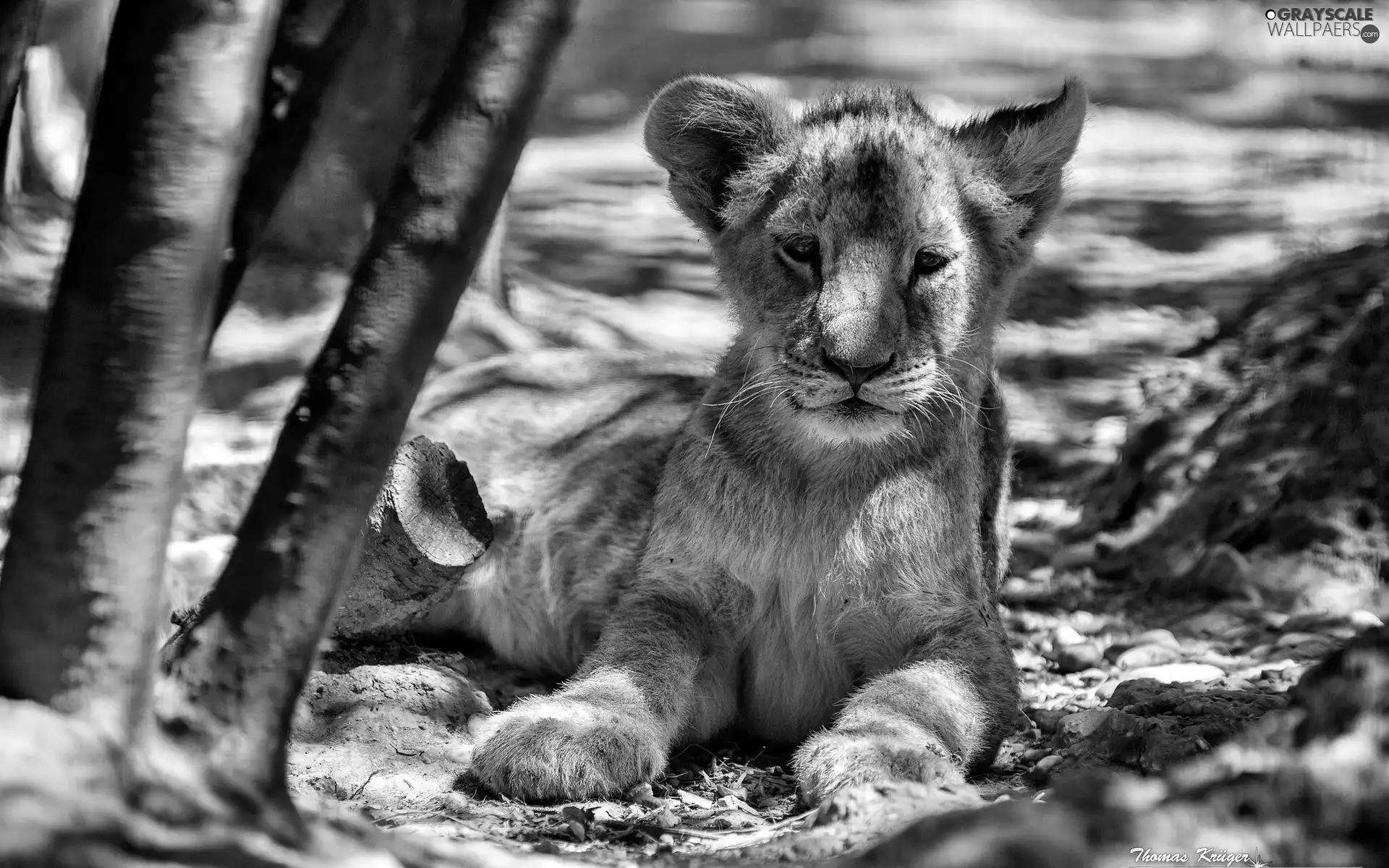 lion, resting