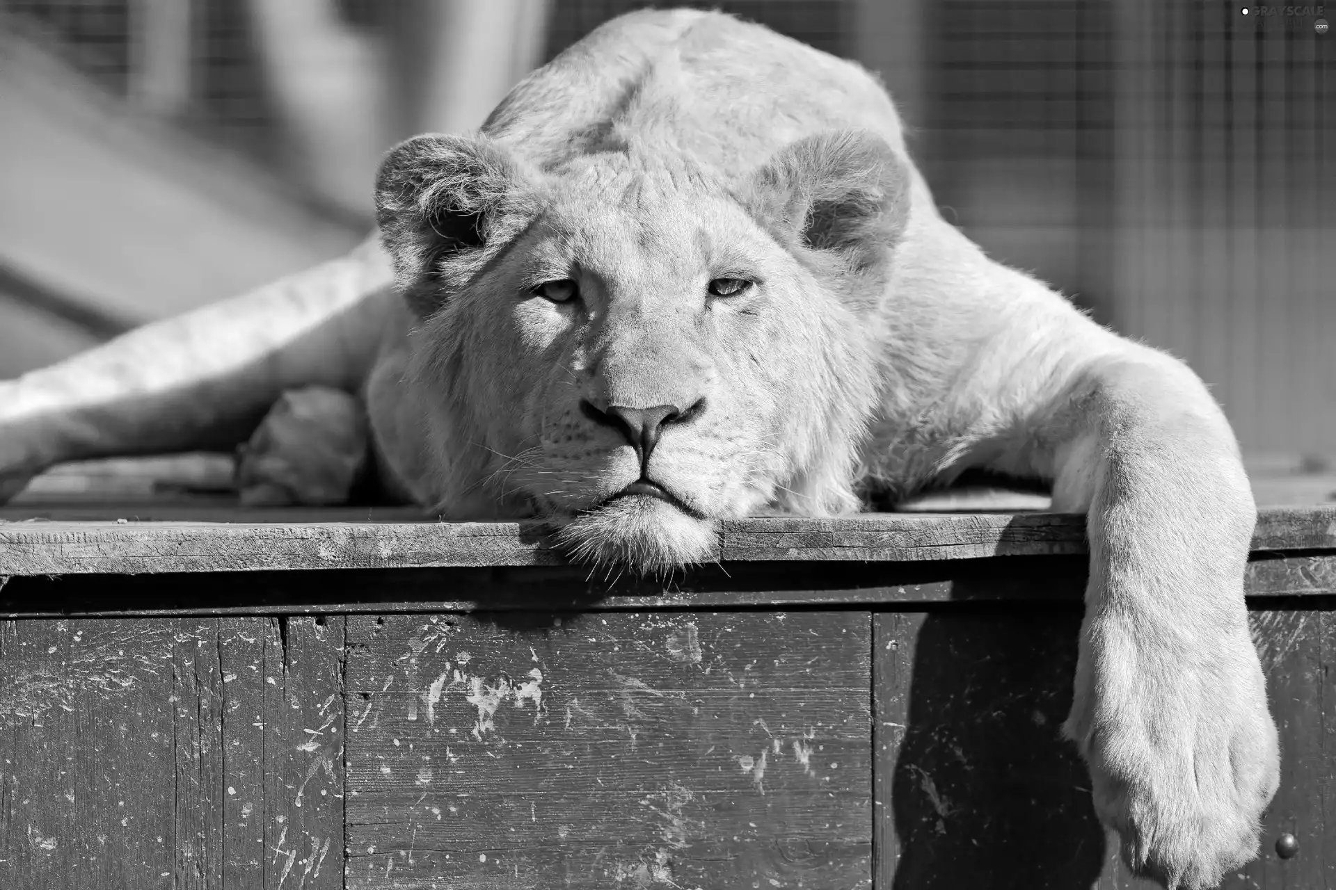 Lion, resting