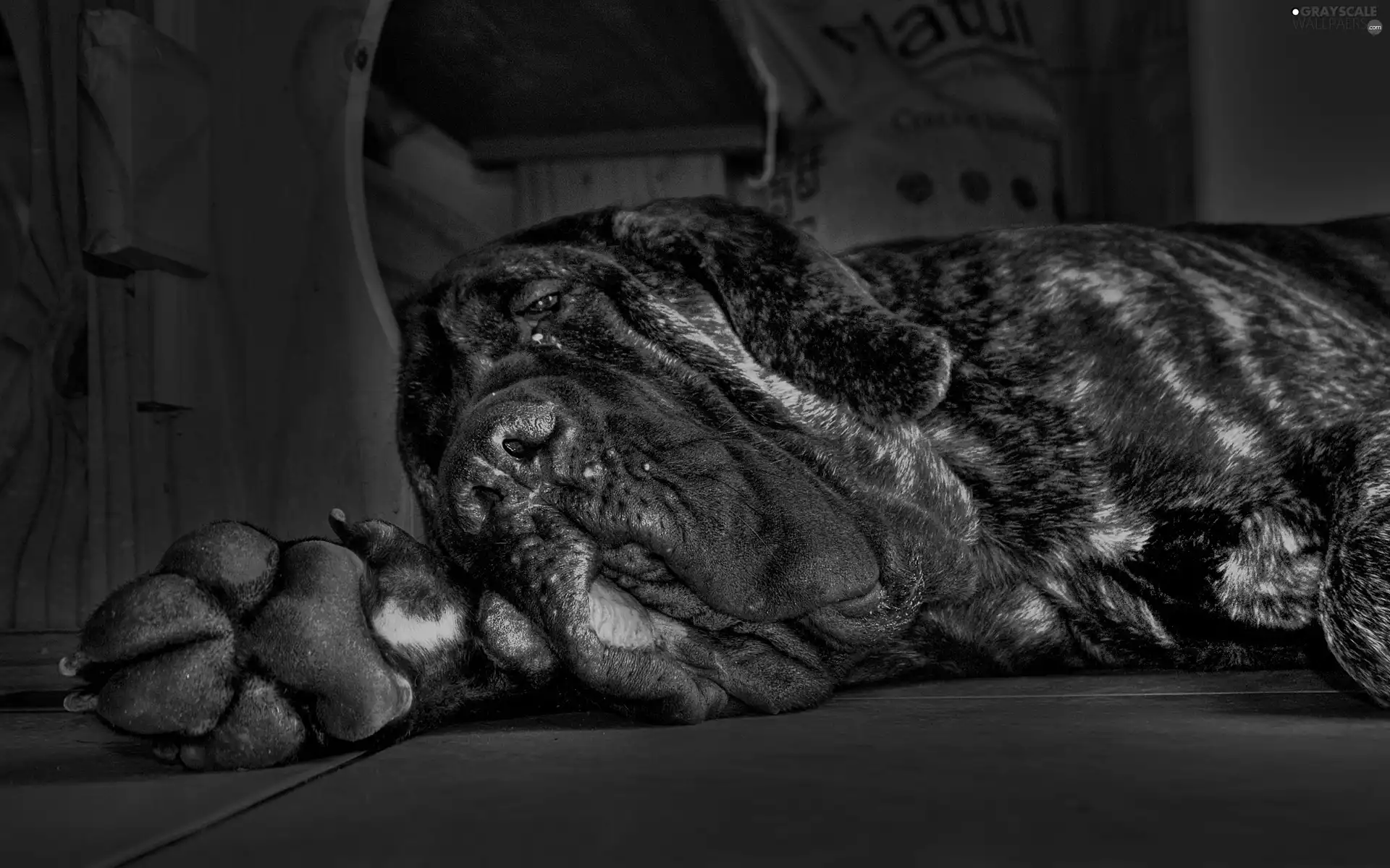 mastiff, resting