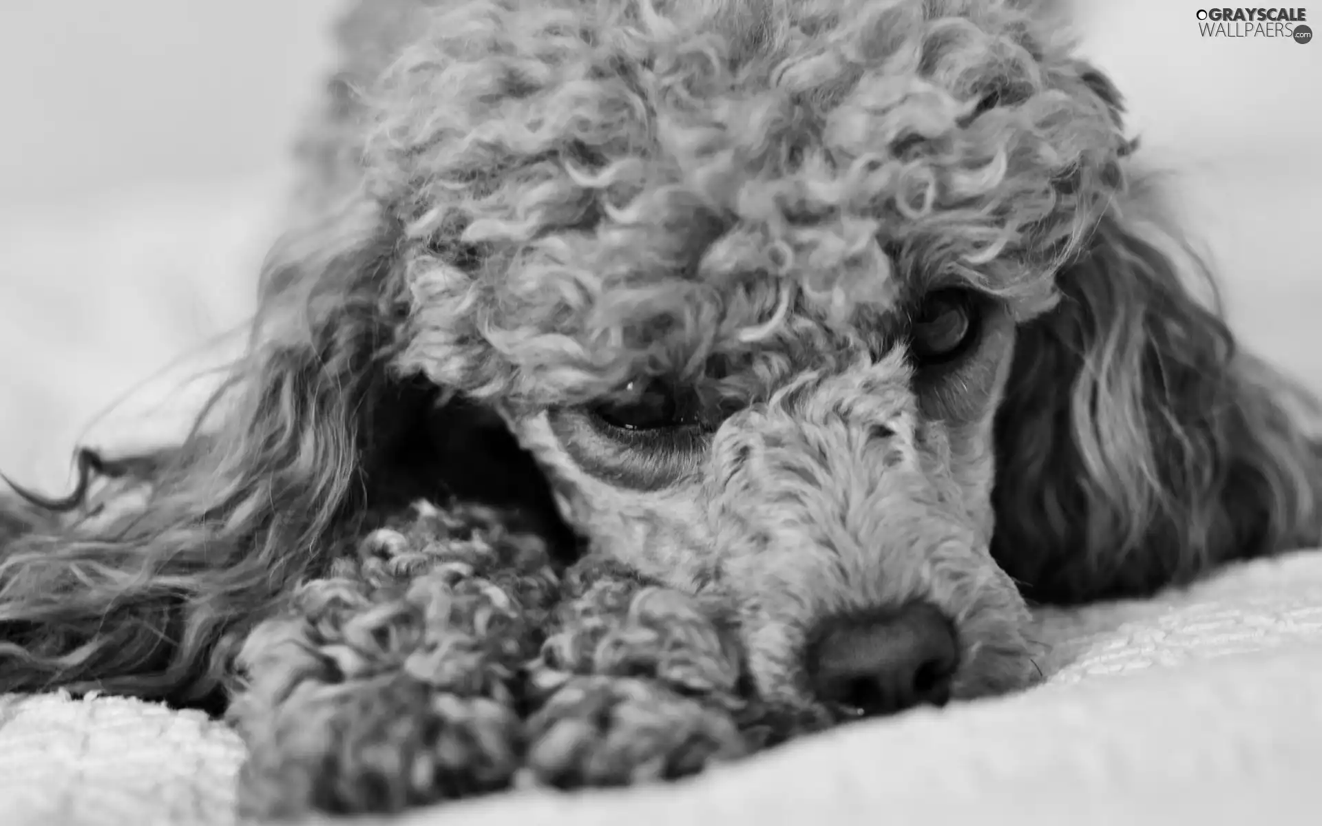 resting, dog, poodle