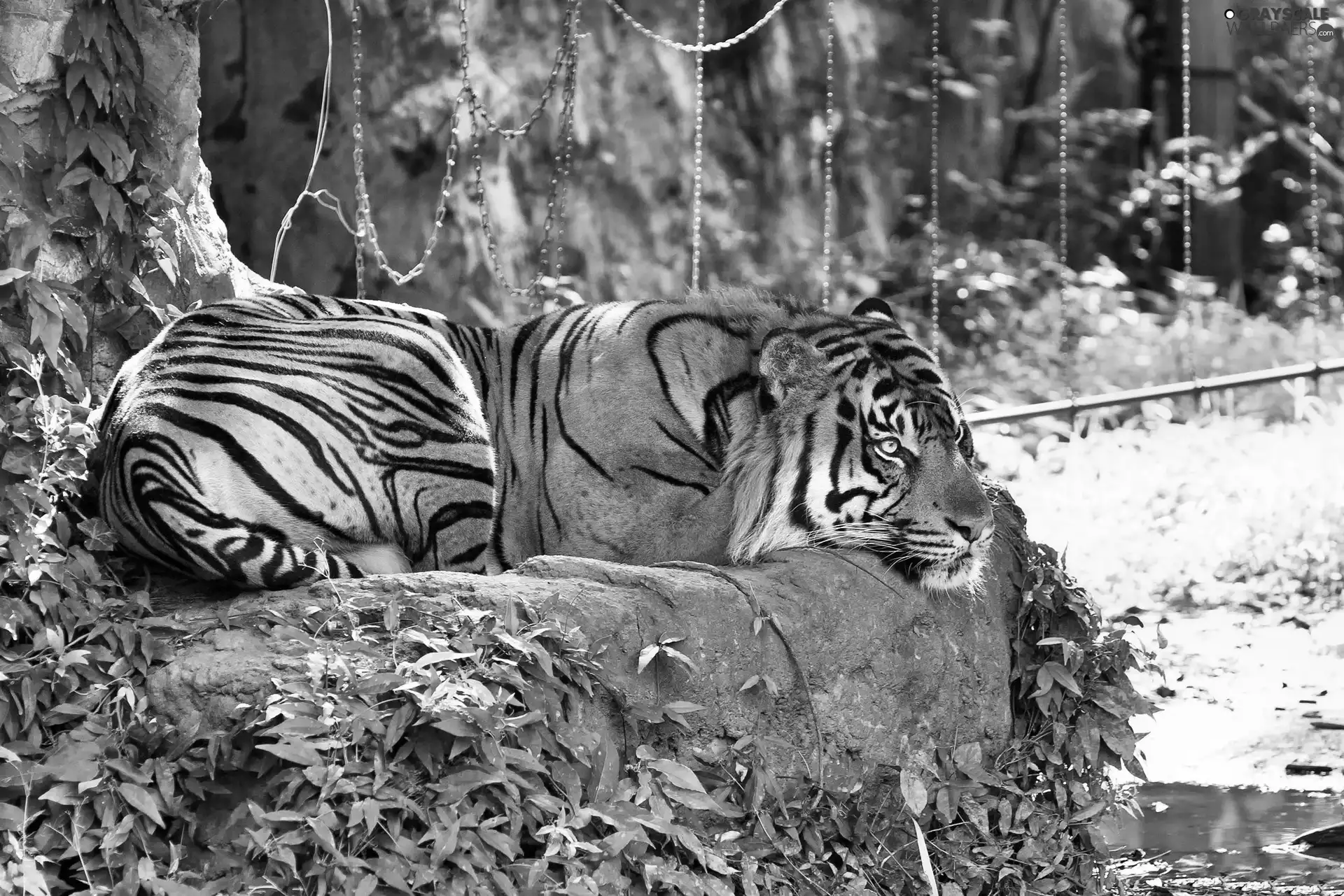 resting, tiger, Stone