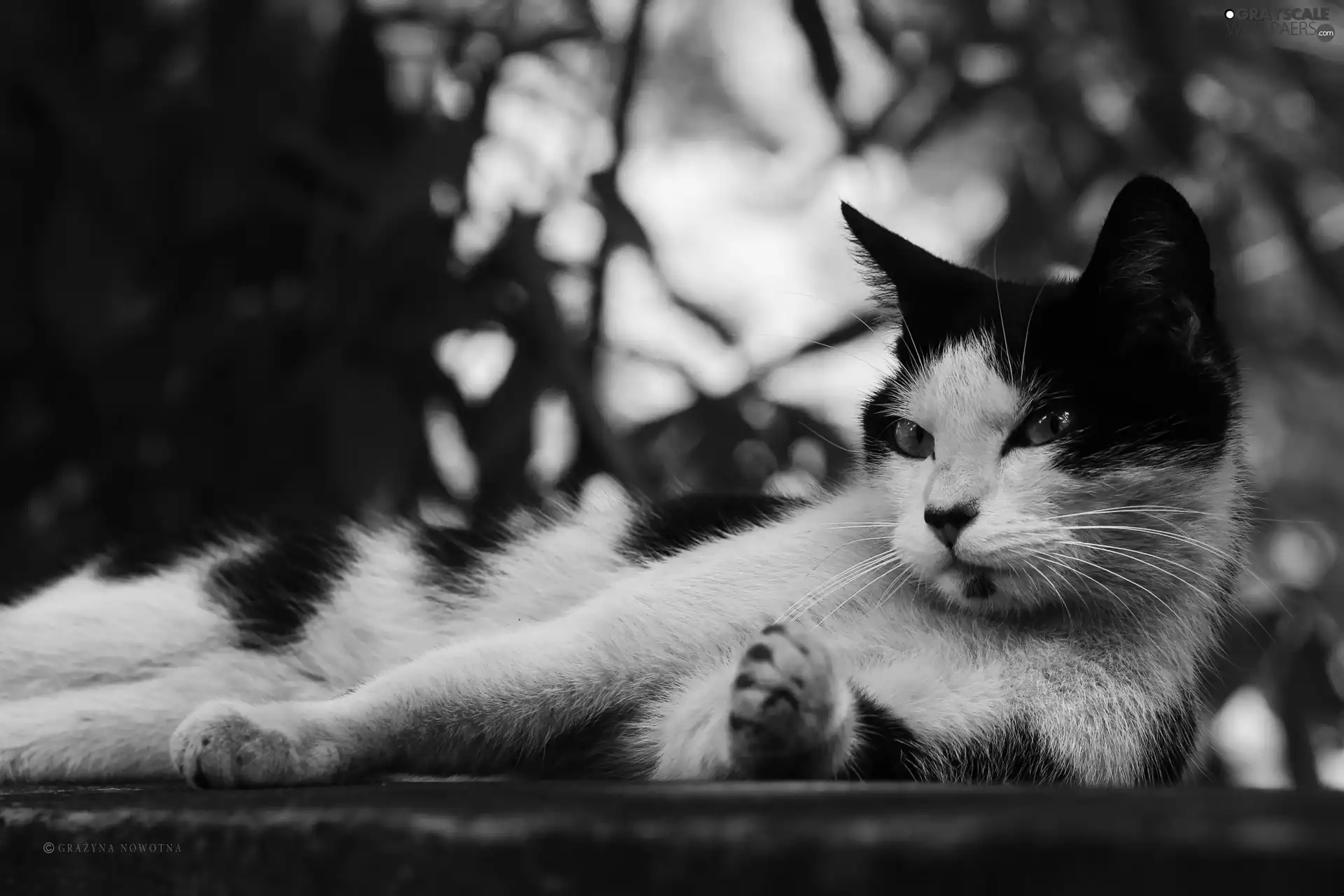 white, cat, resting, Black