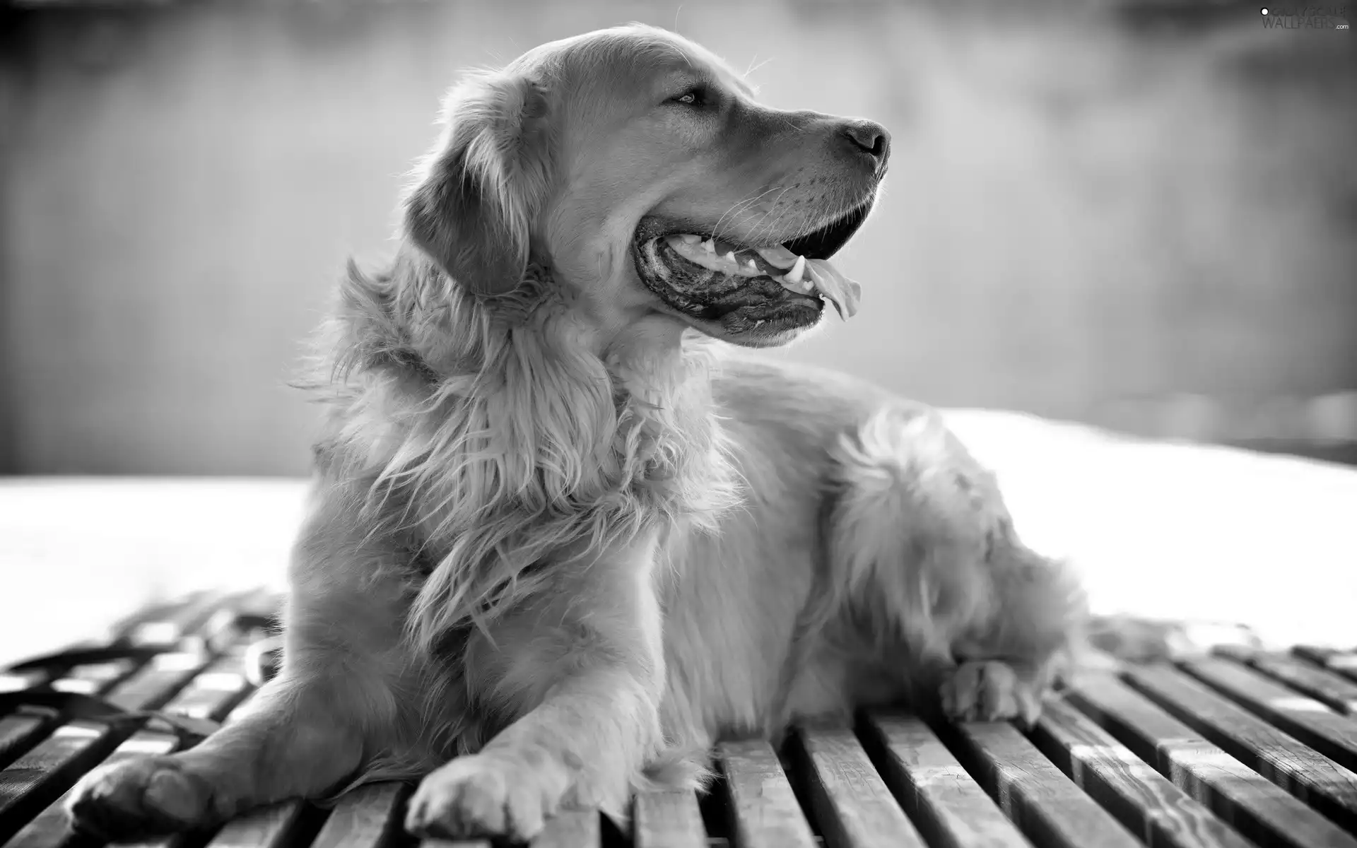 retriever, breathless, golden