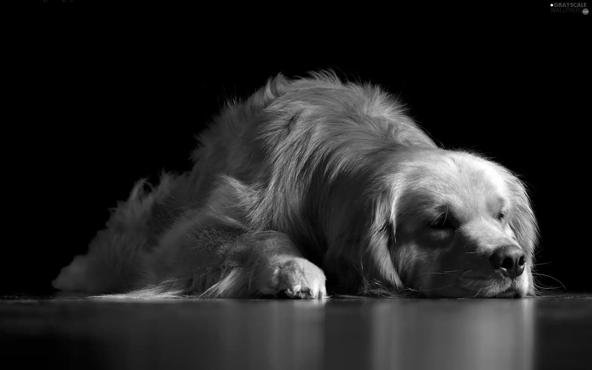 retriever, dog, golden