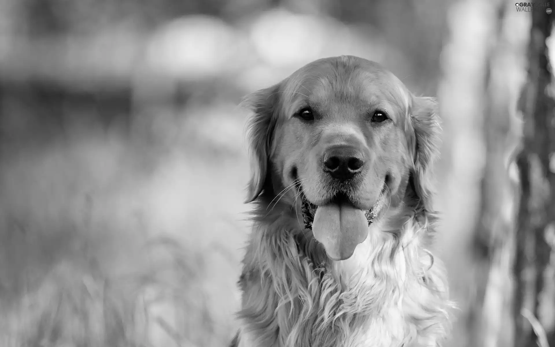 retriever, dog, golden