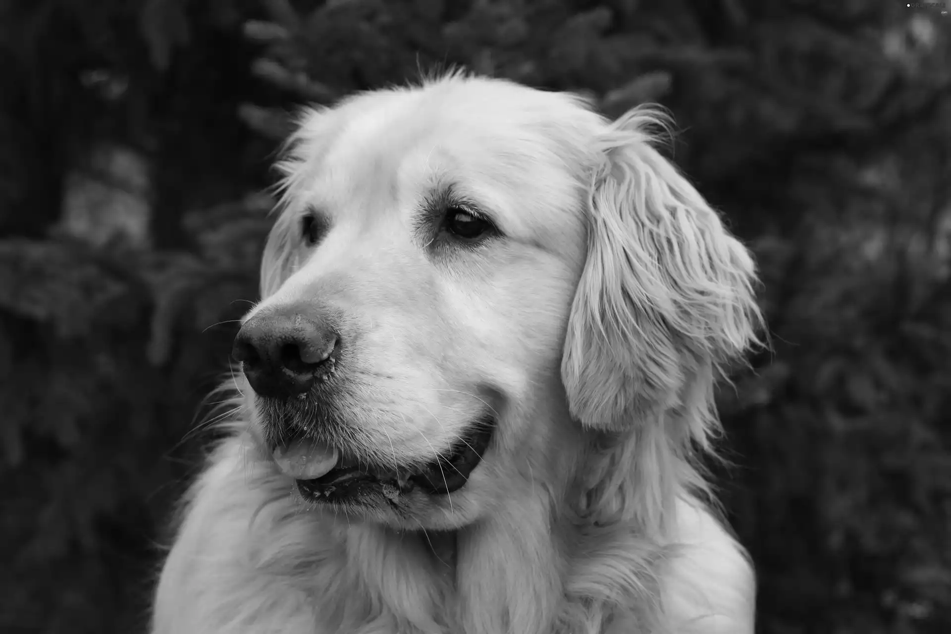 retriever, dog, golden
