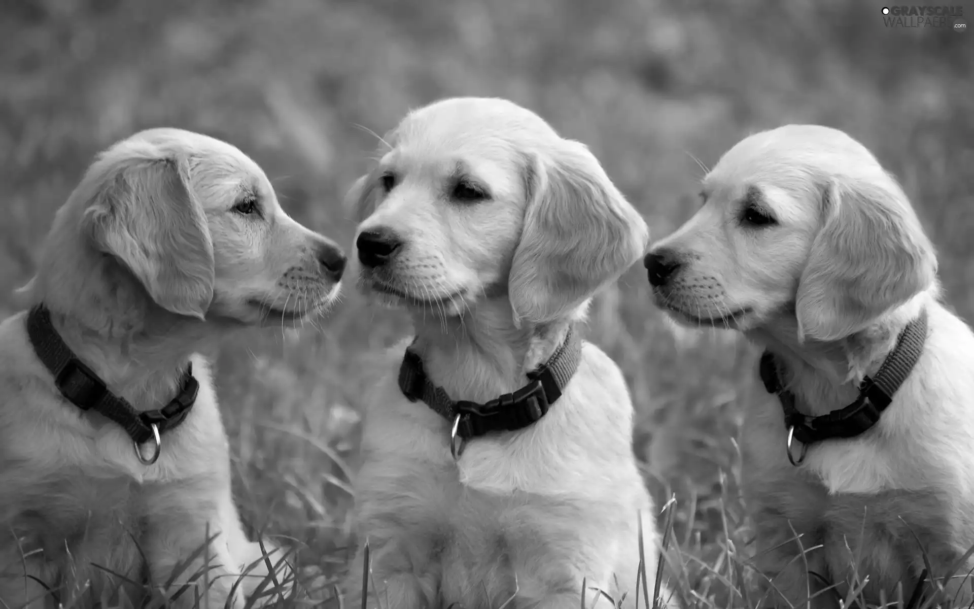 puppies, Golden Retriever