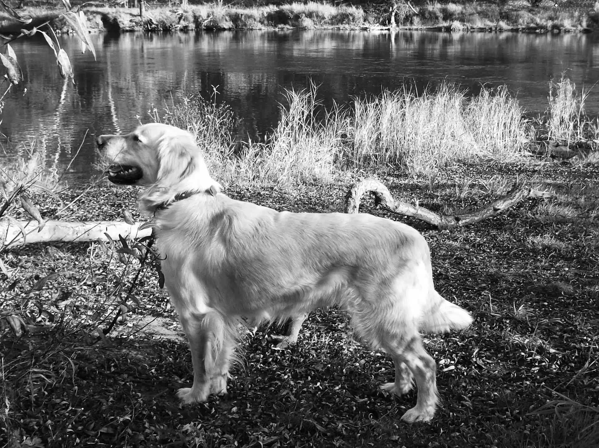 River, Golden Retriever