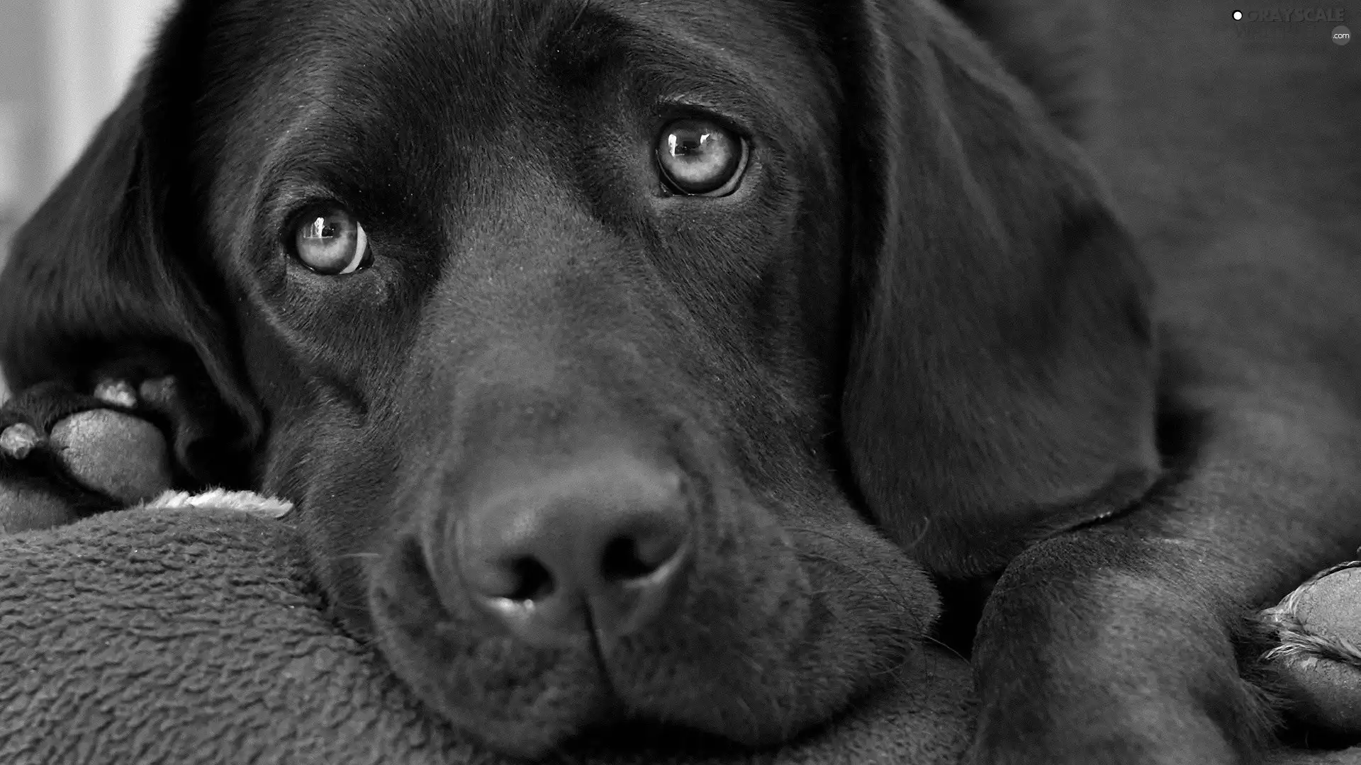 retriever, Black, Labrador