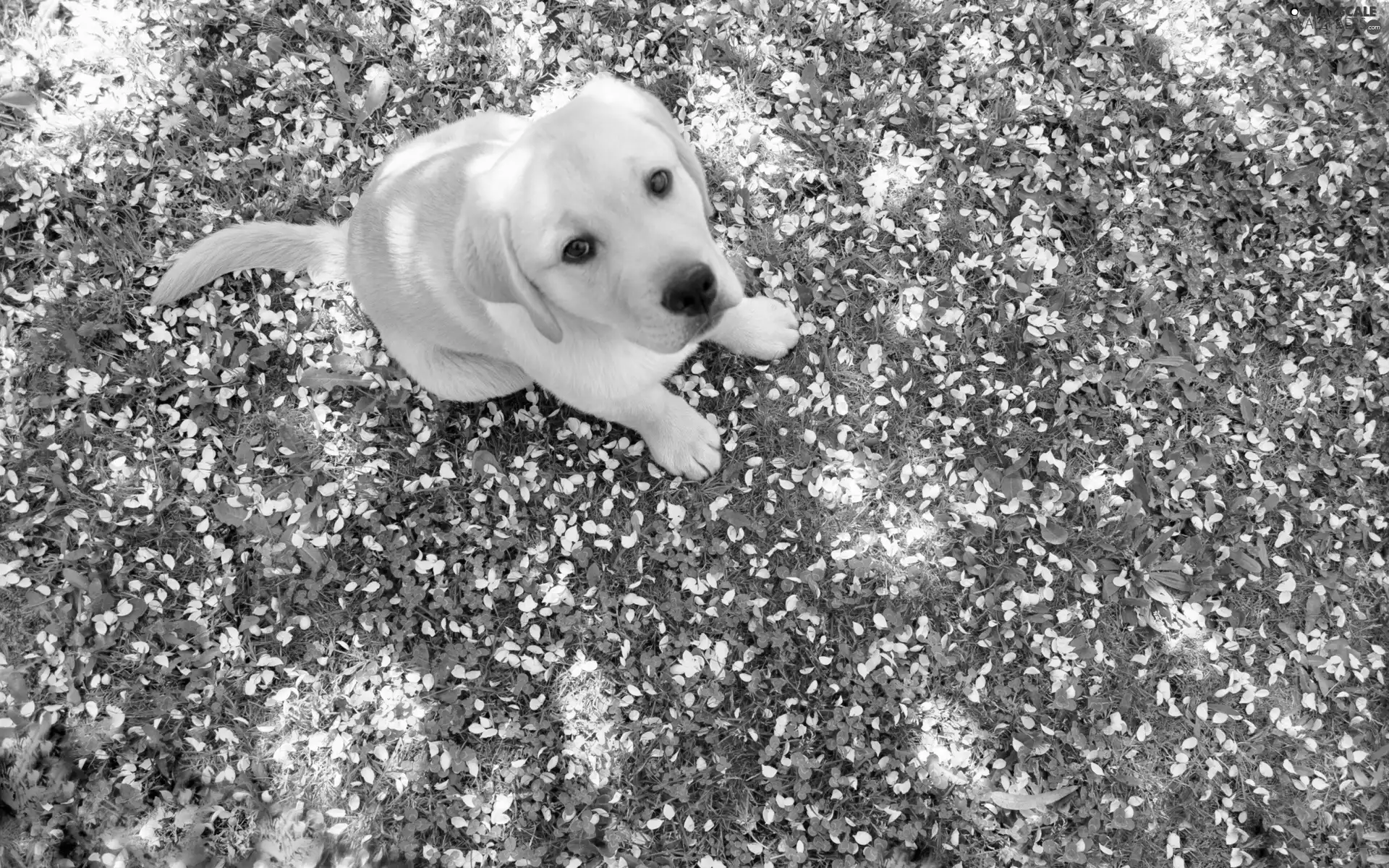 retriever, Puppy, Labrador