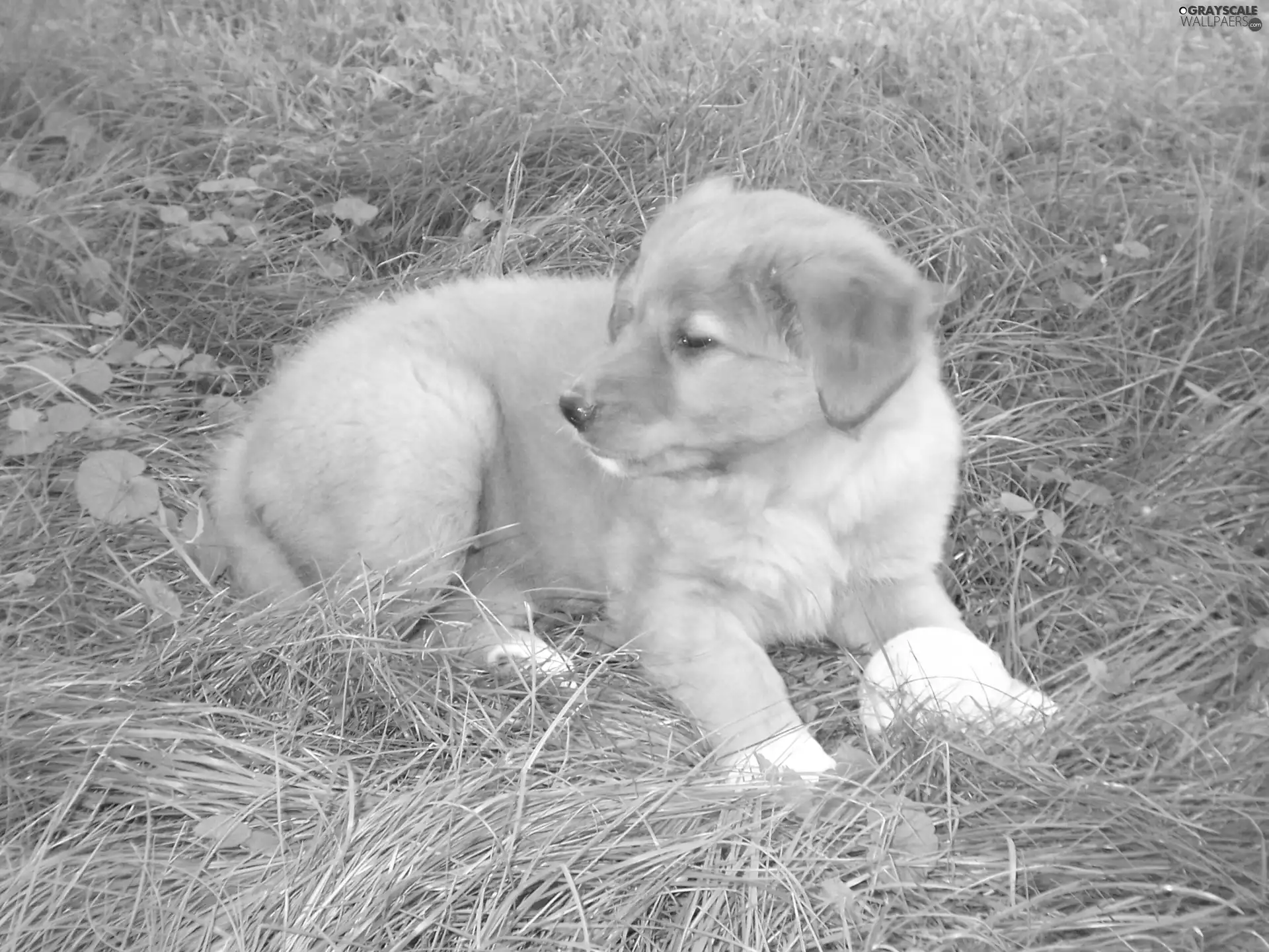 Puppy, Retriever Nova Scotia