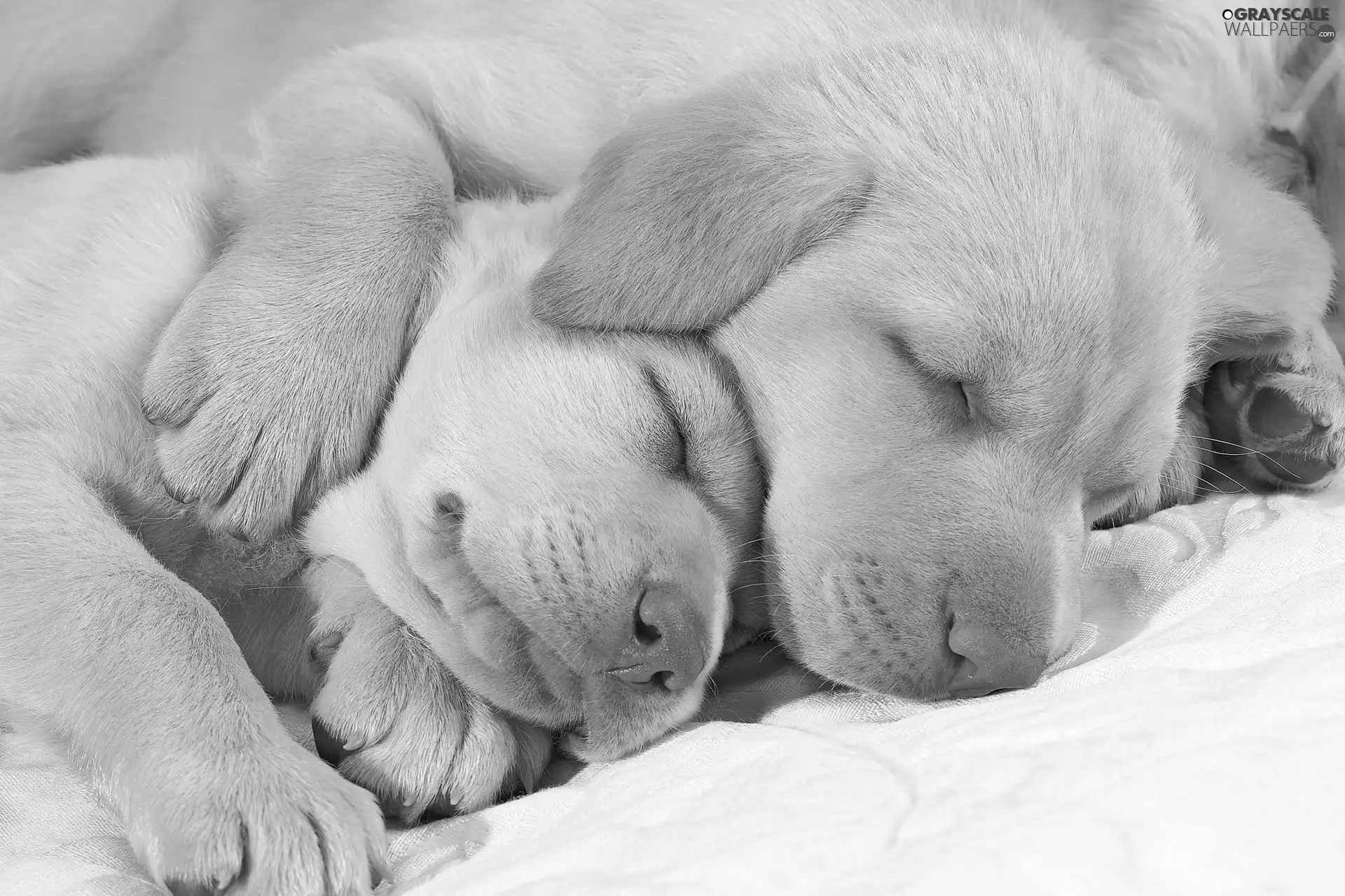 retrievers, Sleeping, golden