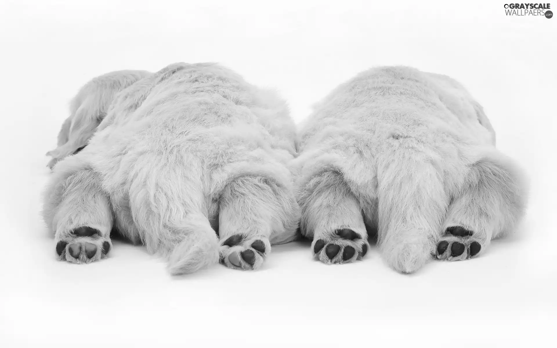 retrievers, tired, golden