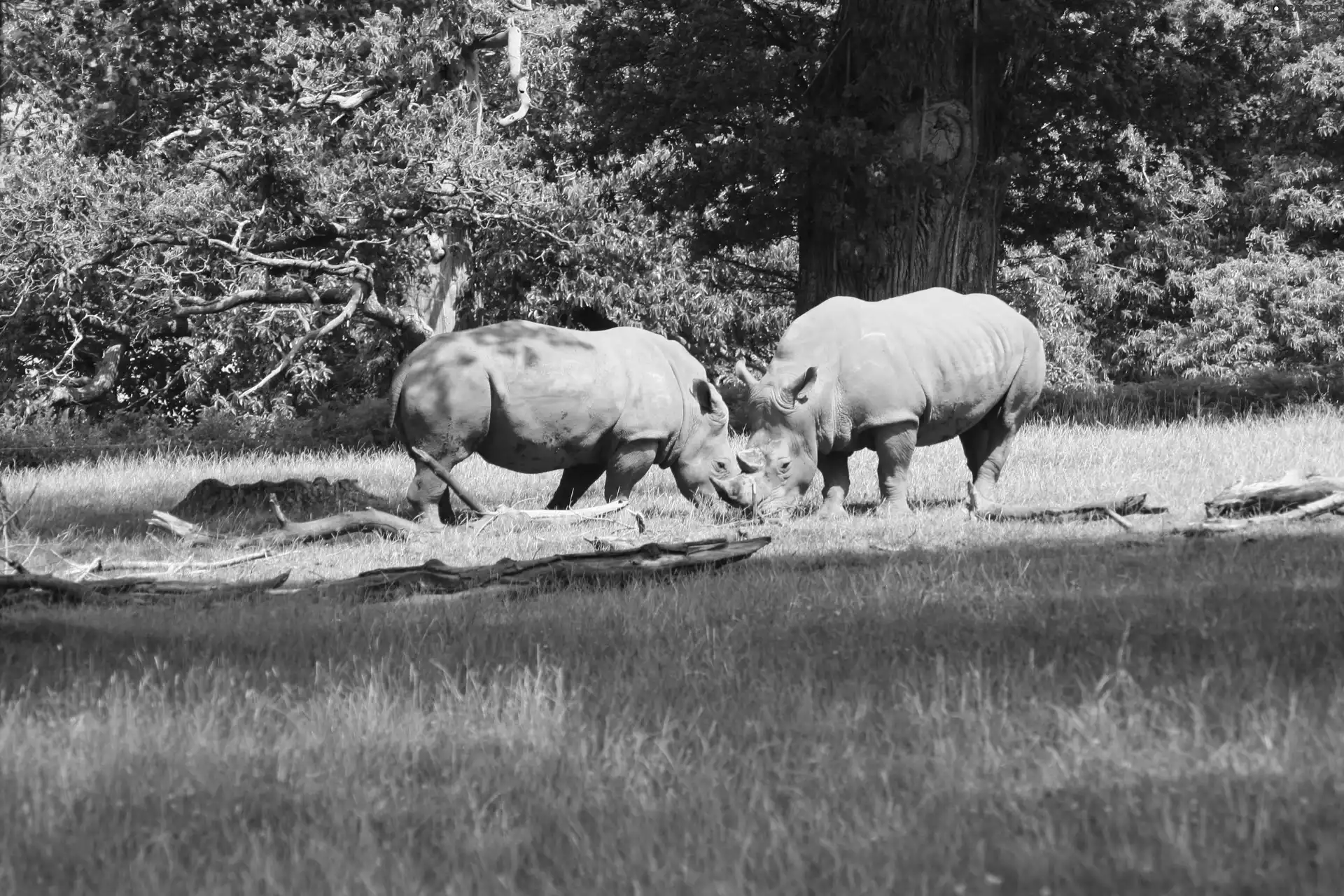 grass, Two cars, Rhinos