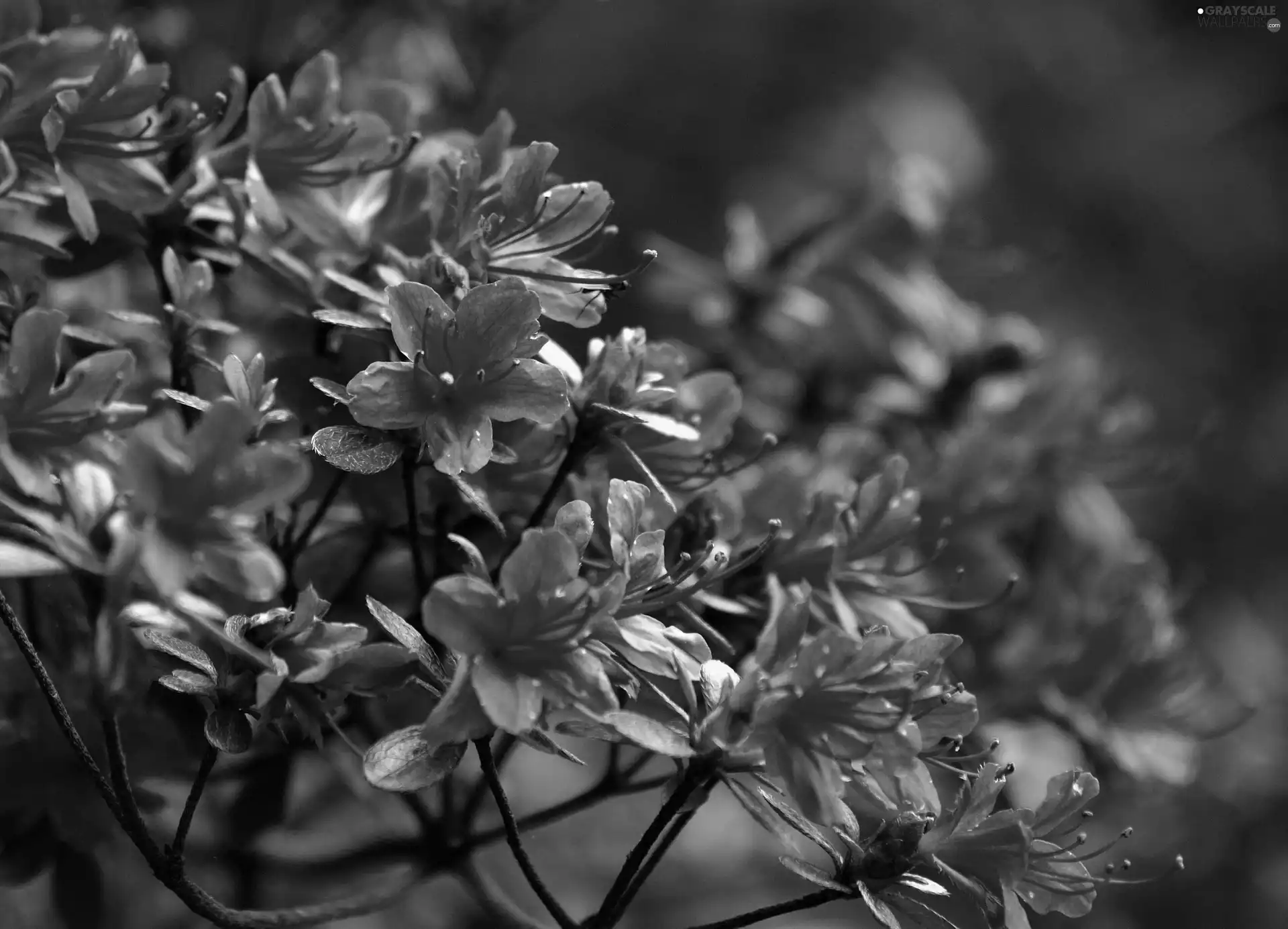 rhododendron