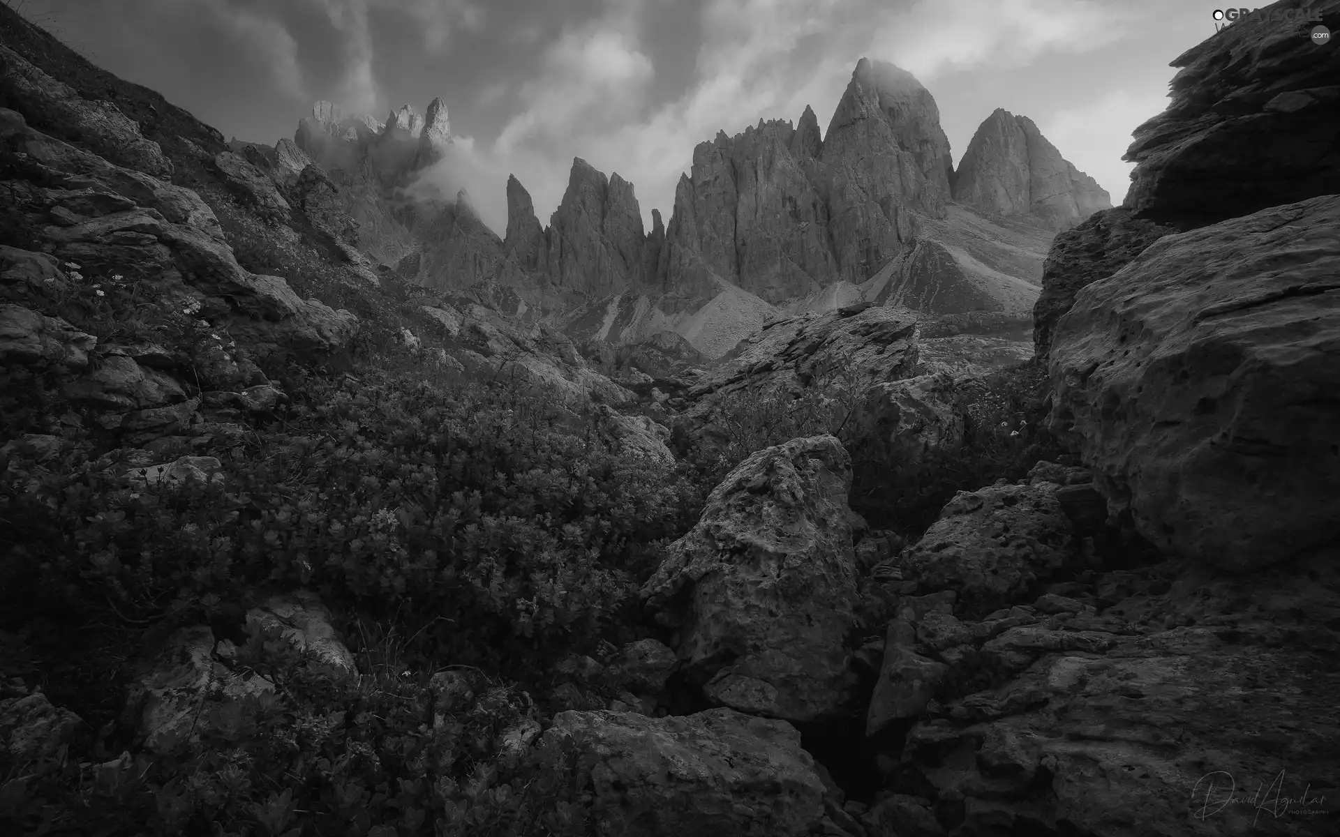 Flowers, rhododendron, Dolomites, rocks, Mountains