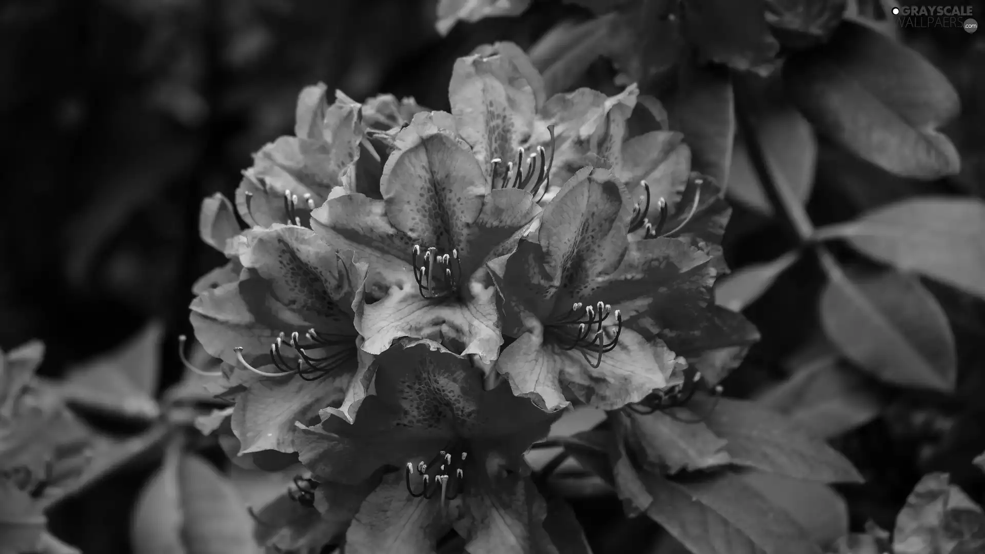 rhododendron, purple, Flowers