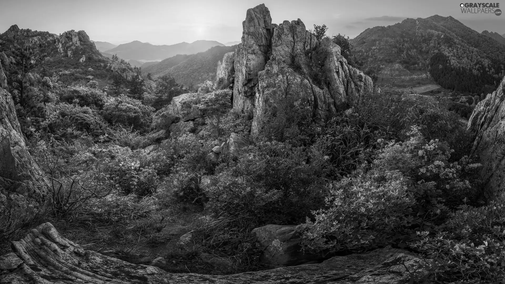rocks, Sunrise, Flowers, rhododendron, Bush, Mountains