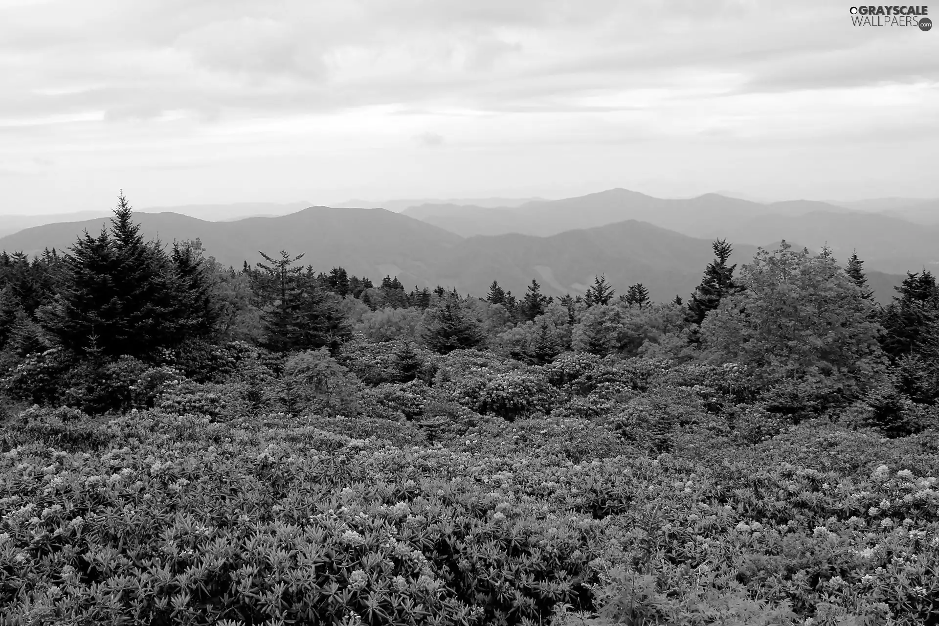 Rhododendrons, blur, forest, flourishing, Mountains