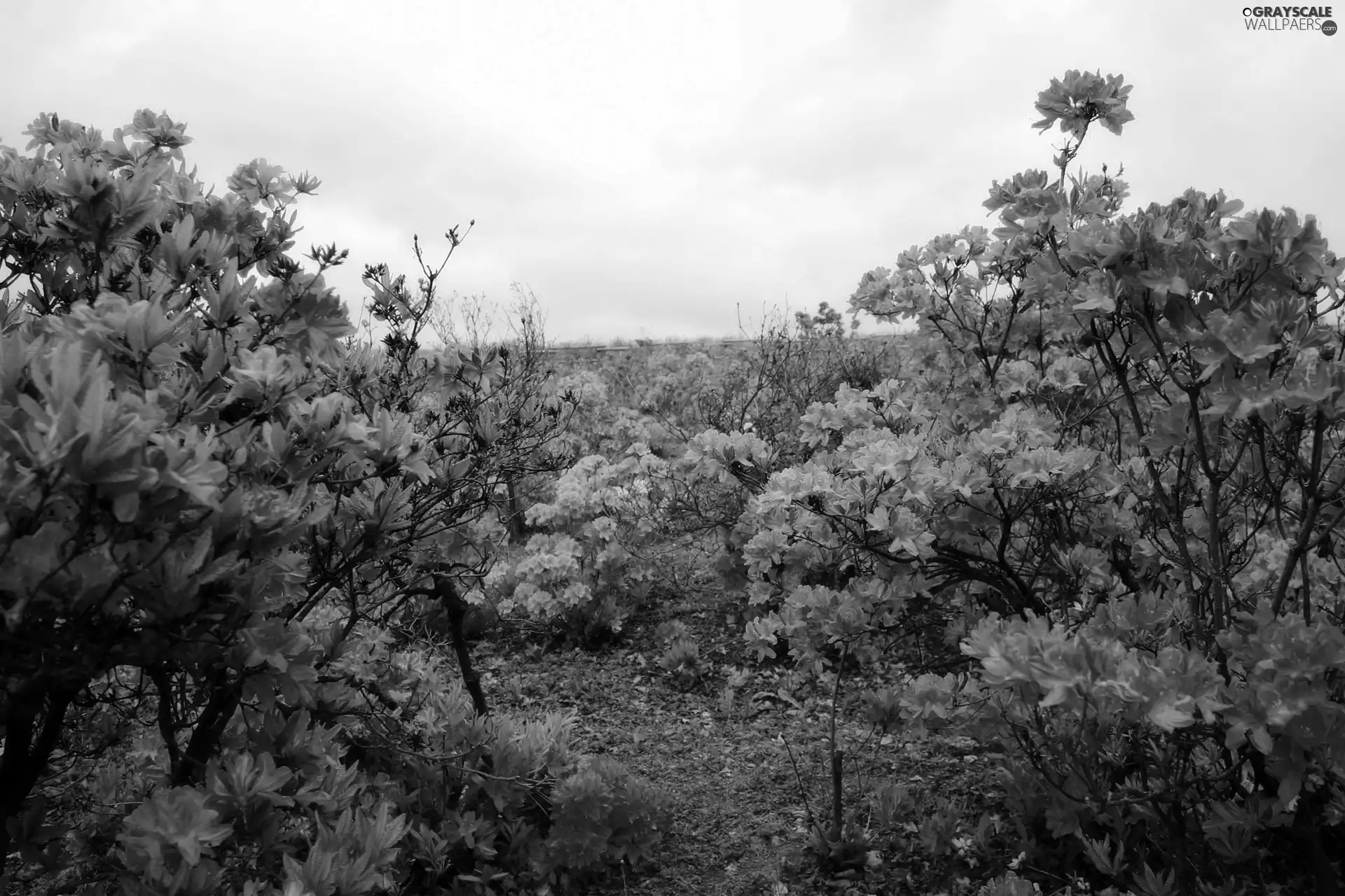 Red, Rhododendrons