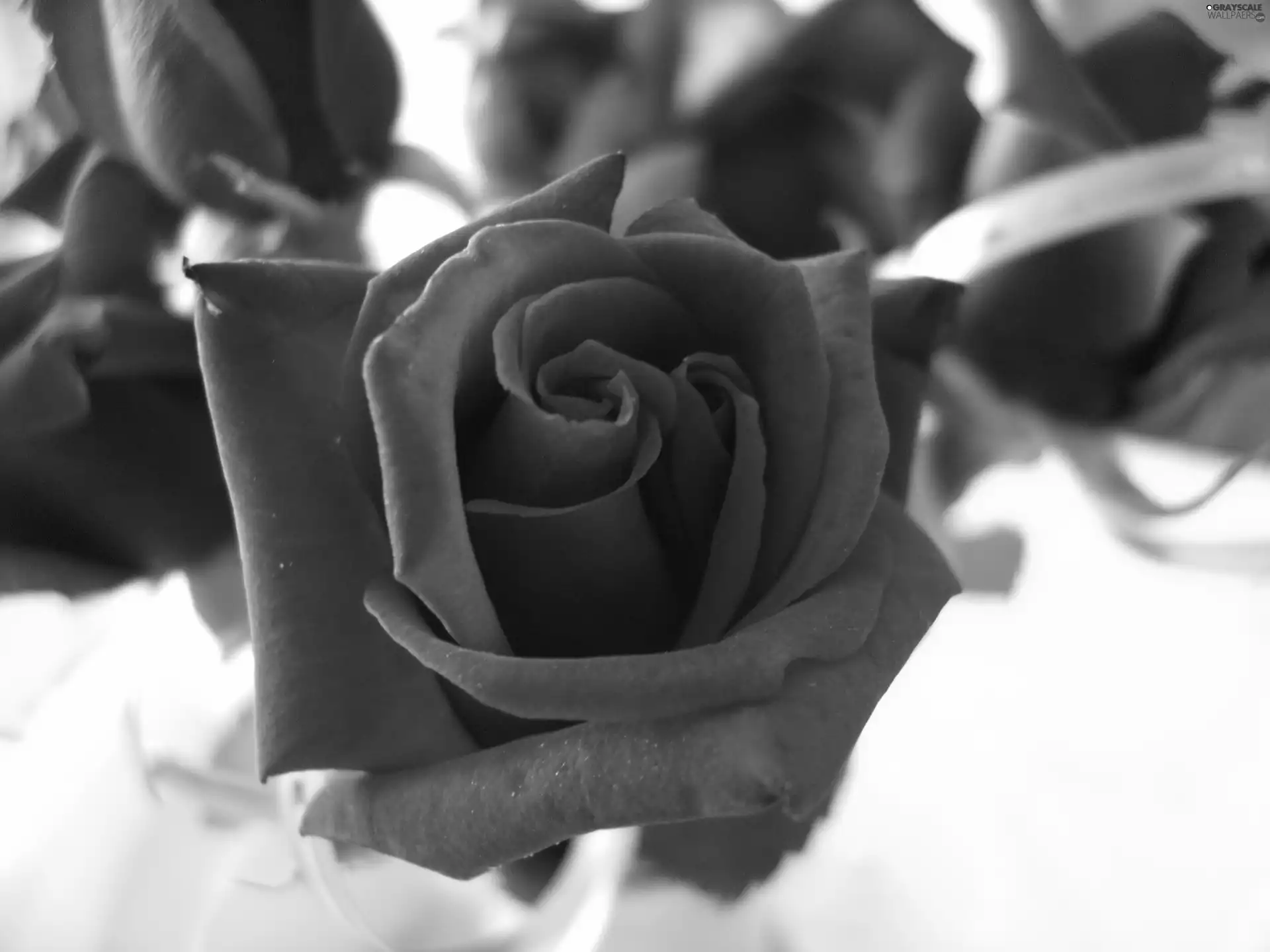 Red, rose, ribbon, Colourfull Flowers