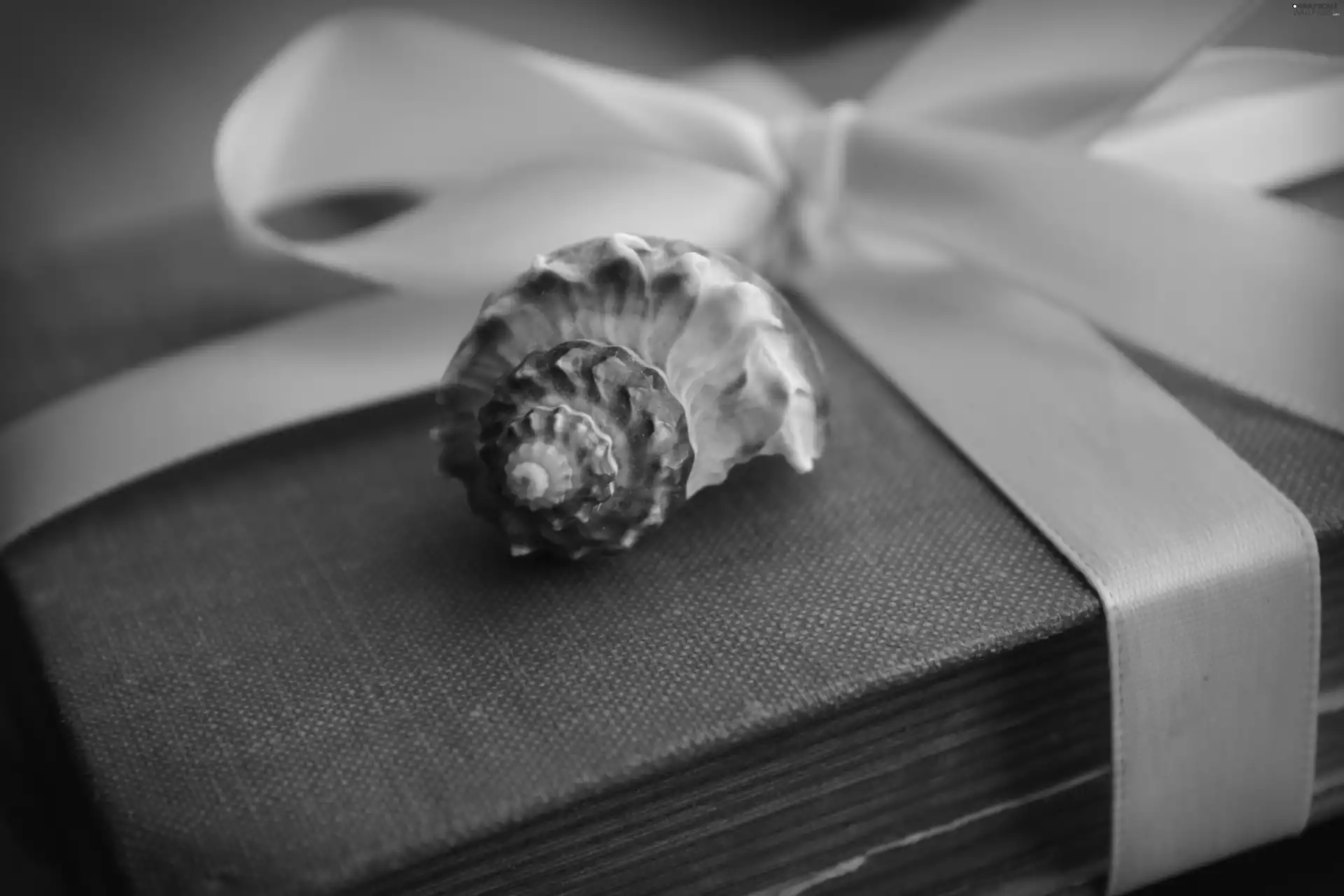 Old, shell, ribbon, Book