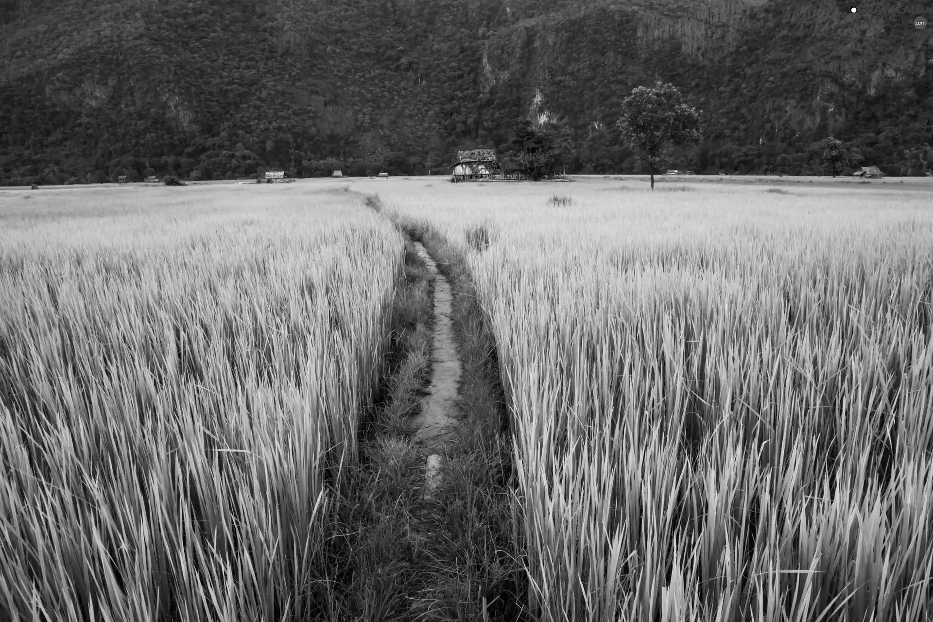 Field, rice