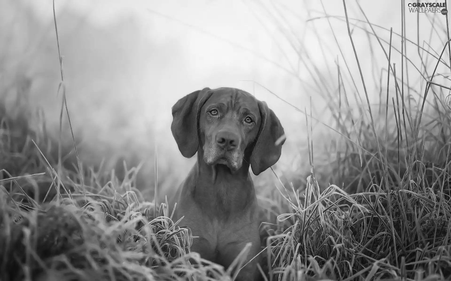 rime, Vizsla, grass