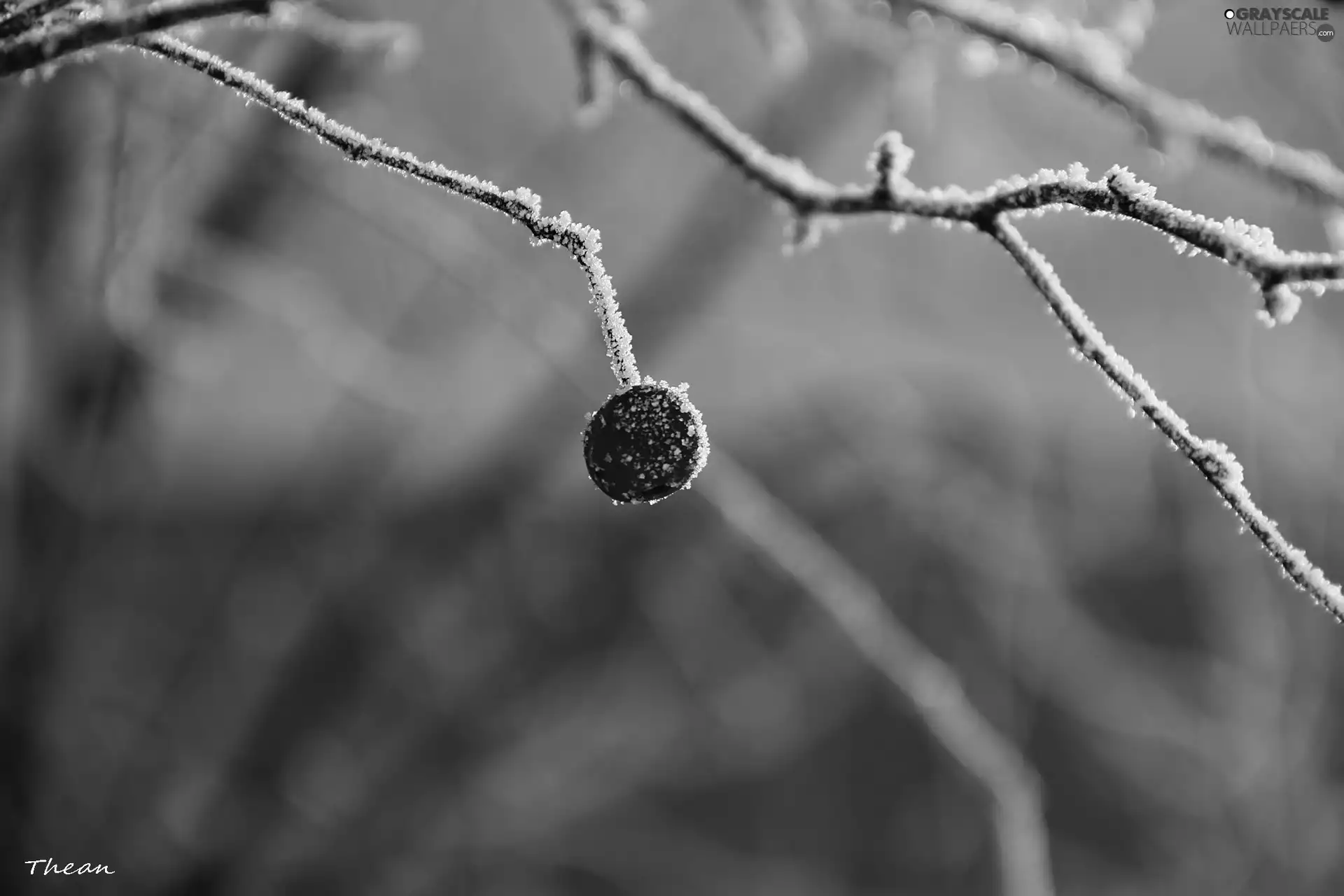 rime, winter, berry, Twigs, red hot