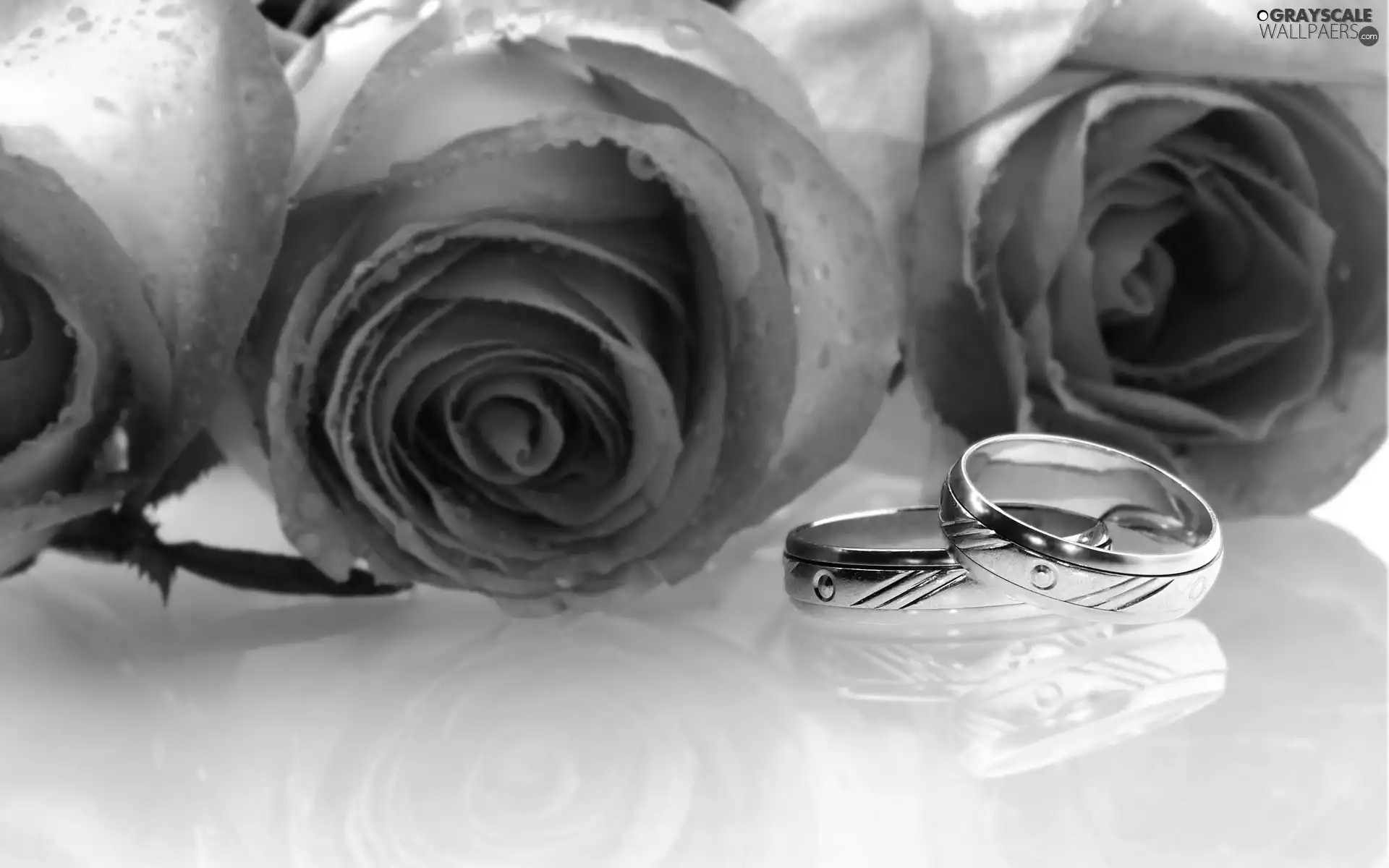 rings, roses, Golden