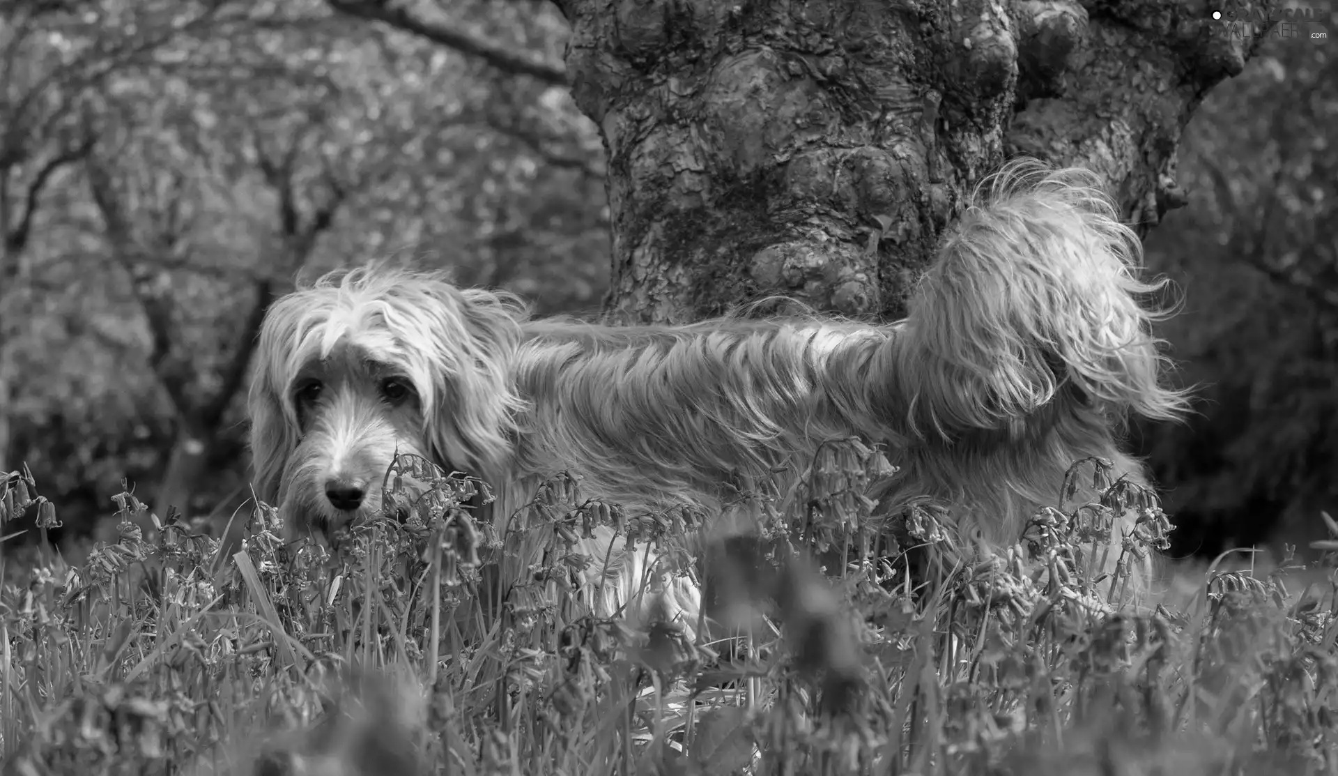 ringtones, Meadow, dog